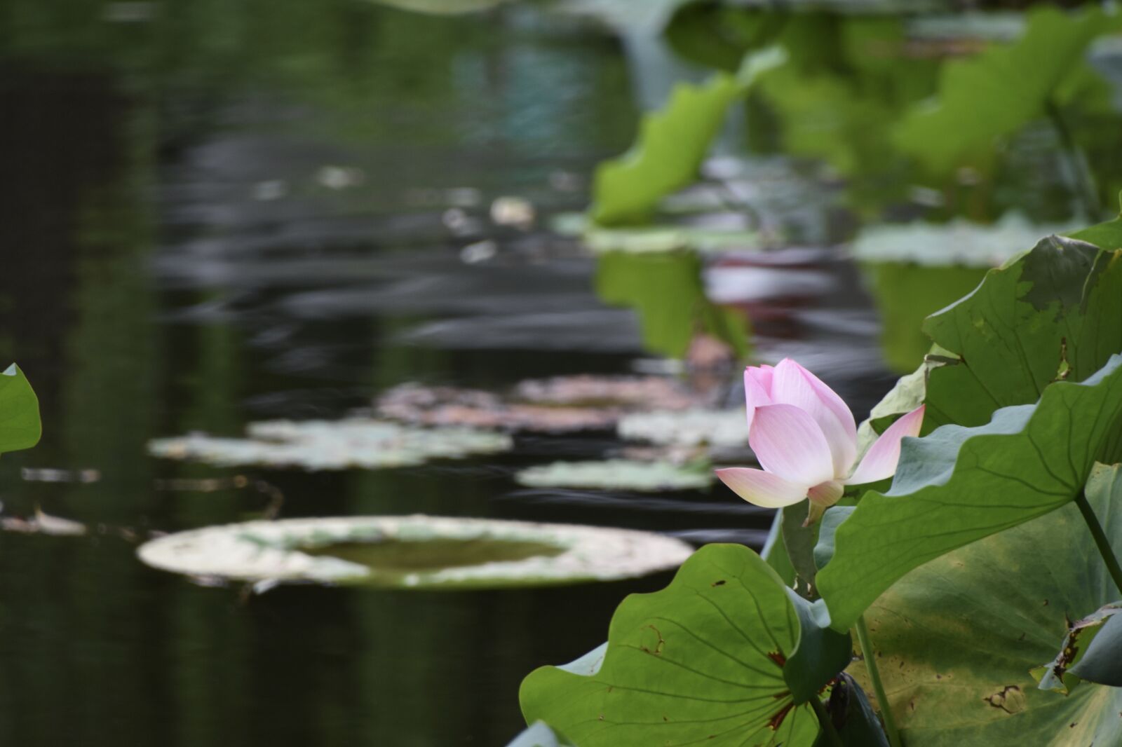 Nikon D7200 sample photo. Lotus, flower, pond photography