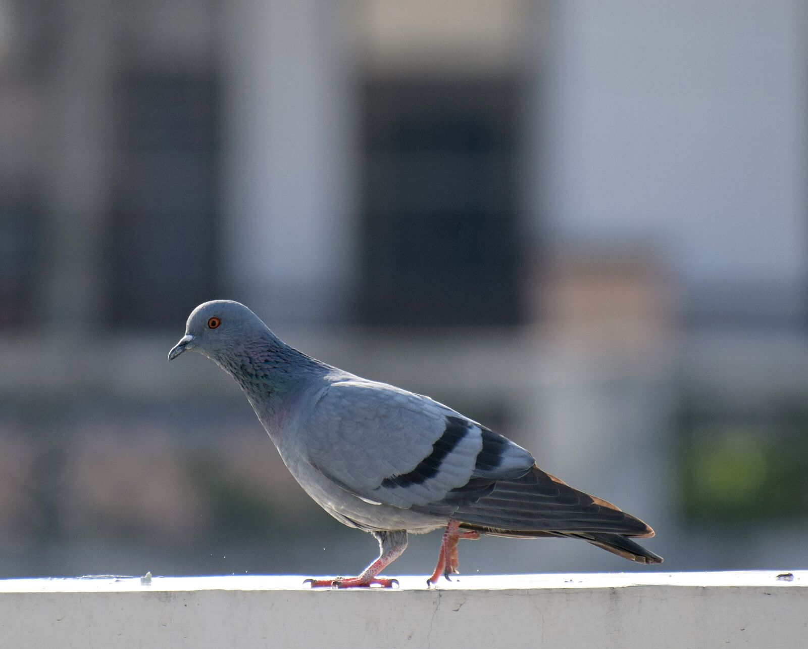 Nikon D3300 sample photo. Pigeon, bird, dove photography