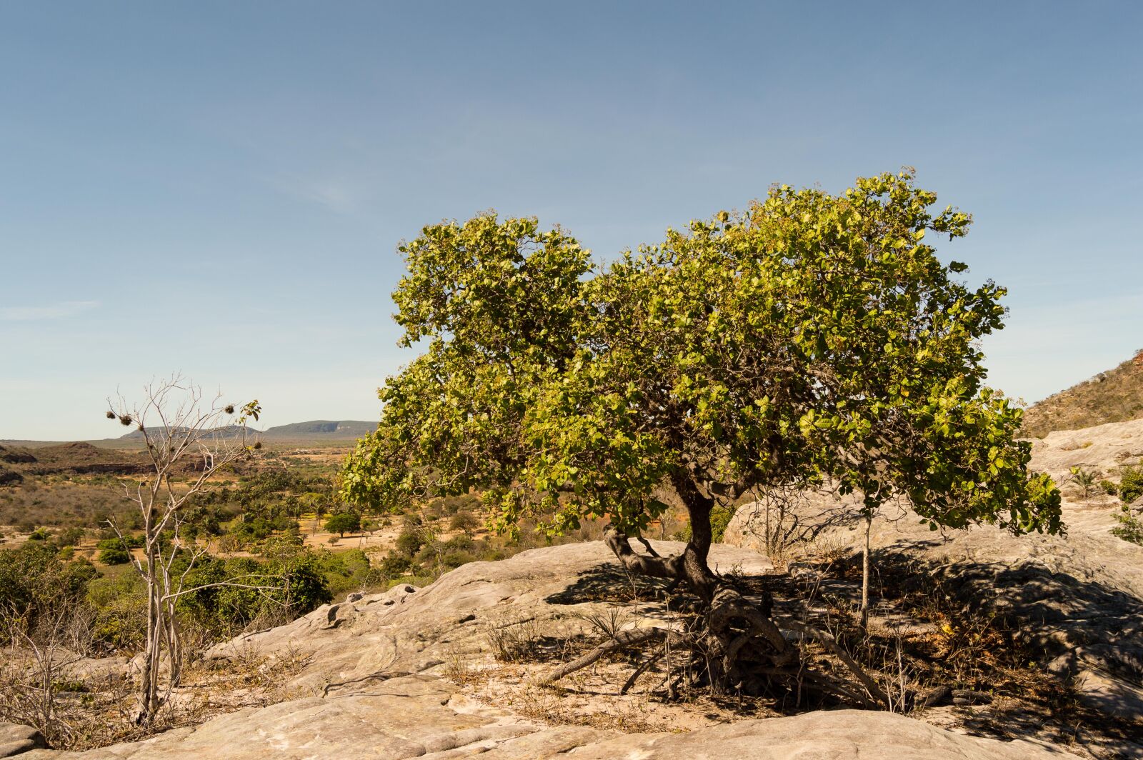 Nikon D3200 sample photo. Tree, alone, clear sky photography