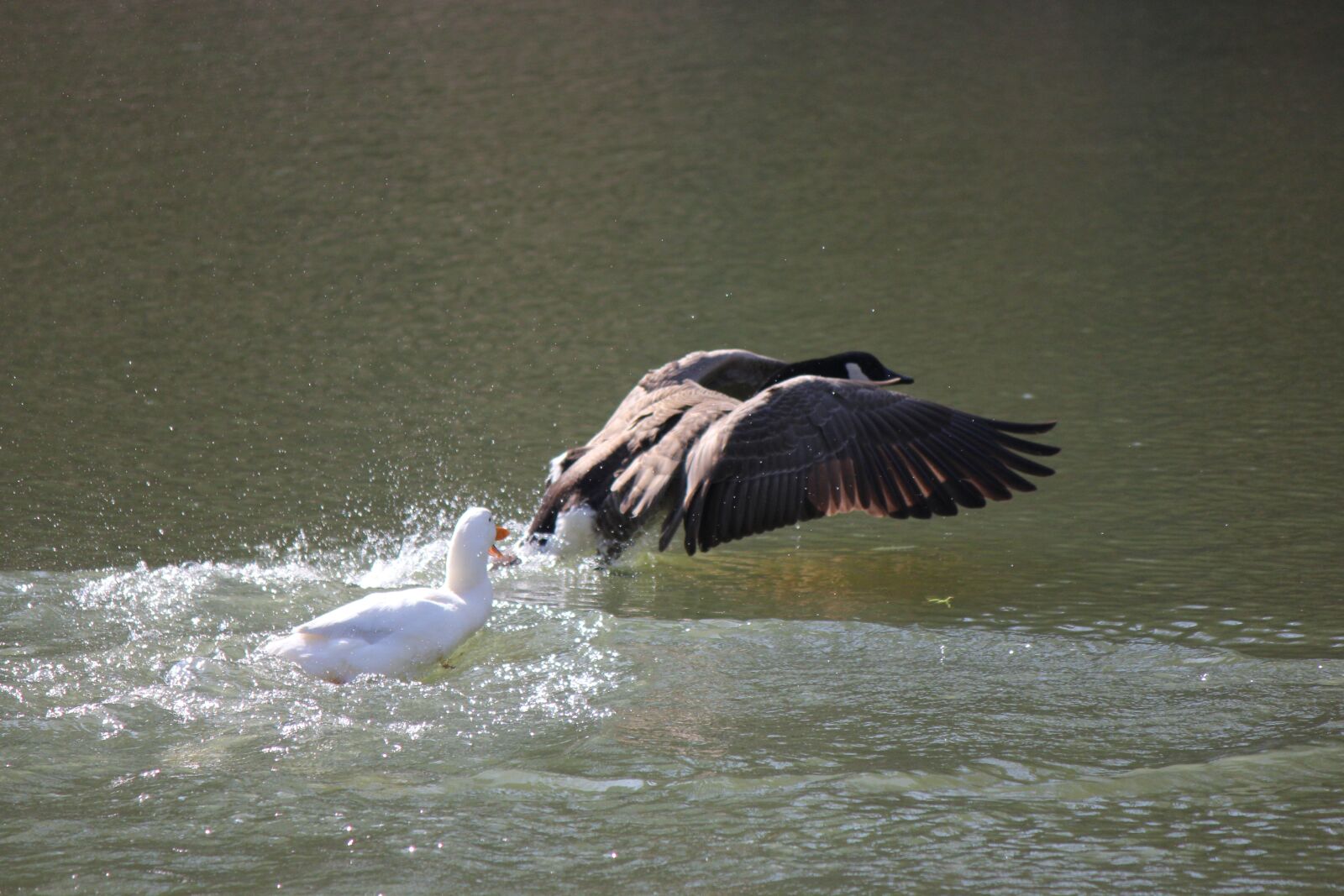 Canon EOS 550D (EOS Rebel T2i / EOS Kiss X4) sample photo. Flight, water, nature photography