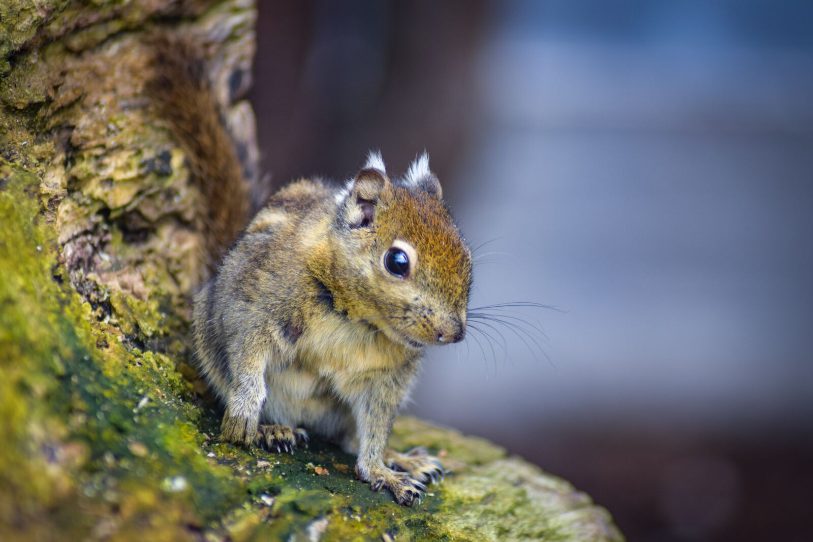 Nikon D5300 sample photo. Chipmunk, runs, forest photography