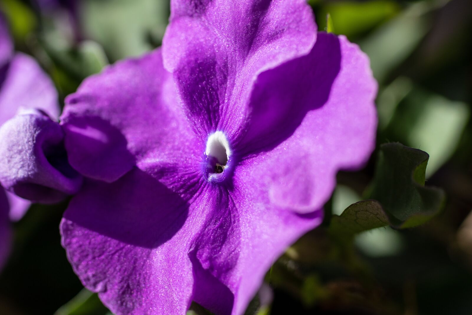Canon EOS 200D (EOS Rebel SL2 / EOS Kiss X9) sample photo. Flower, purple, bloom photography