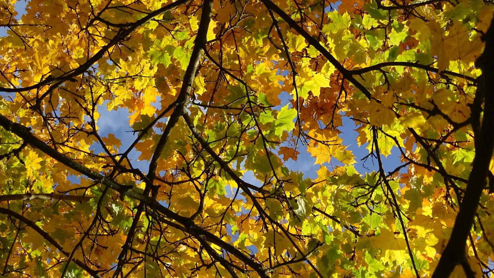 Sony Cyber-shot DSC-HX400V sample photo. Fall foliage, maple, yellow photography