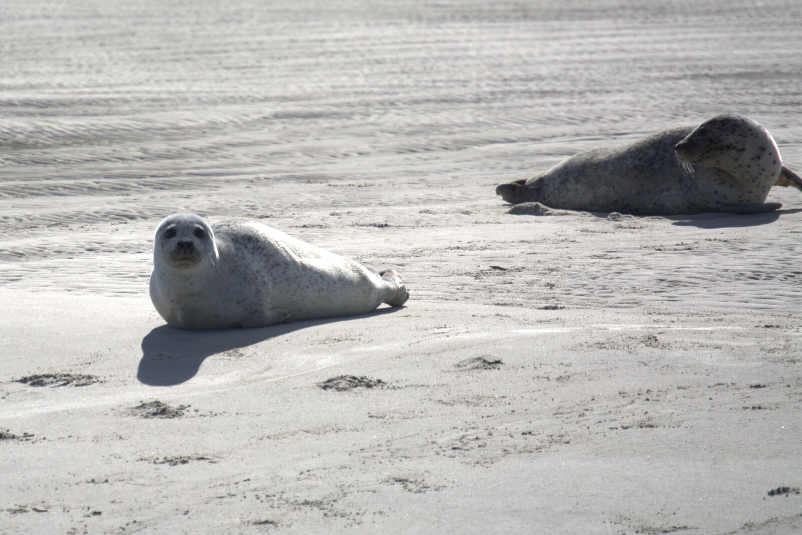 Nikon D5200 sample photo. Crawl, grey seals, sandbar photography