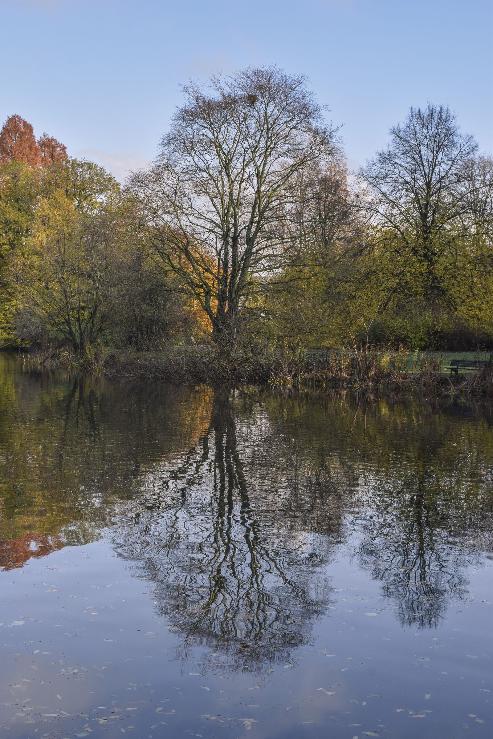 Nikon D3300 sample photo. Forest, nature, autumn photography