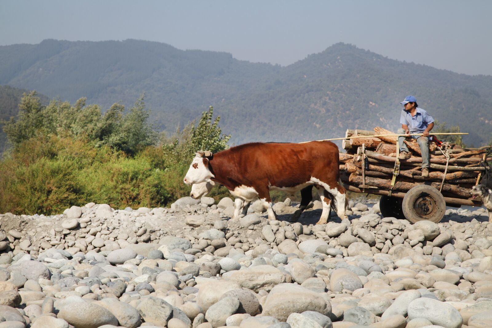 Canon EOS 5D Mark II sample photo. Arriero, cows, cart photography