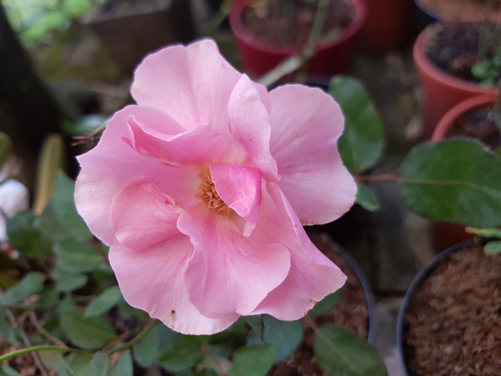 Samsung Galaxy S7 Edge sample photo. Flower, pink, garden photography