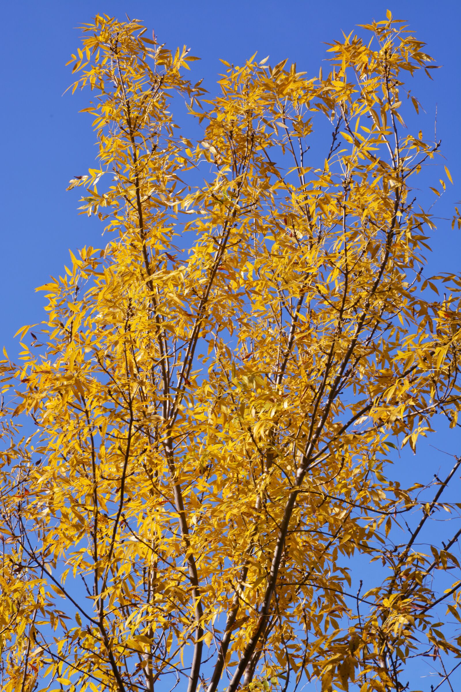 Nikon D7100 sample photo. Tree, yellow, sky photography