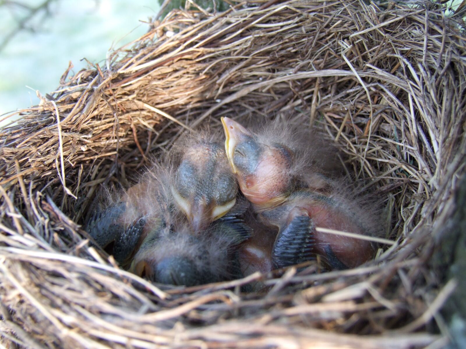 Fujifilm FinePix S9600 sample photo. Nest, bird, blackbird photography