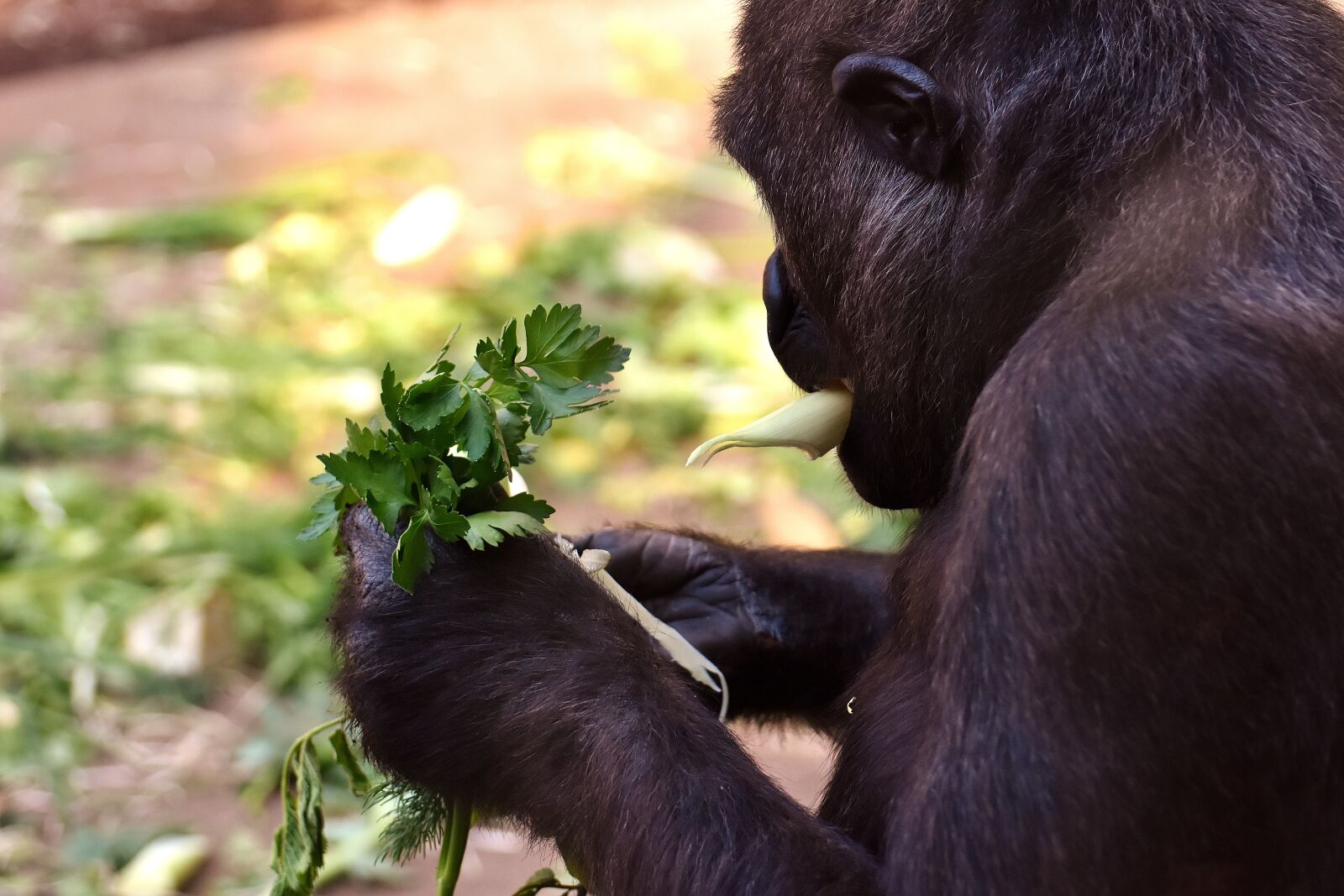 Nikon D7200 sample photo. Gorilla, feeding, hungry photography