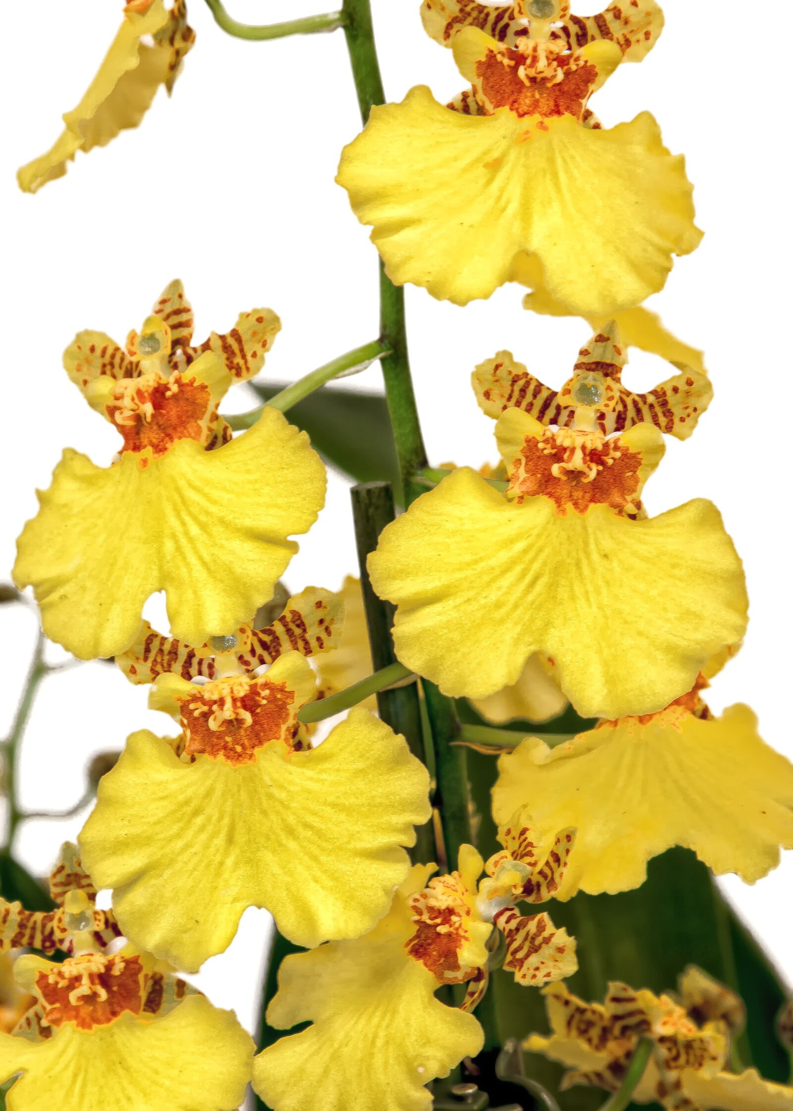 Canon EOS 50D + Canon EF 24-105mm F4L IS USM sample photo. Oncidium, orchid, yellow photography