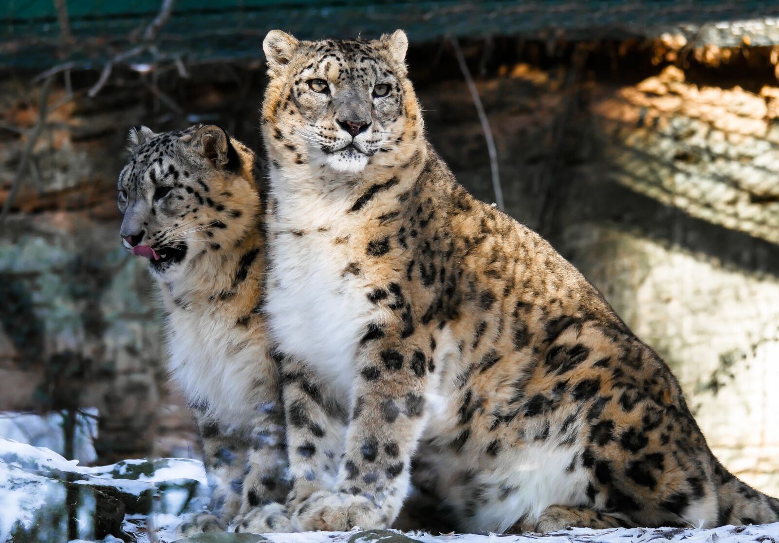 Panasonic DMC-G70 sample photo. Leopard, snow leopards, animal photography