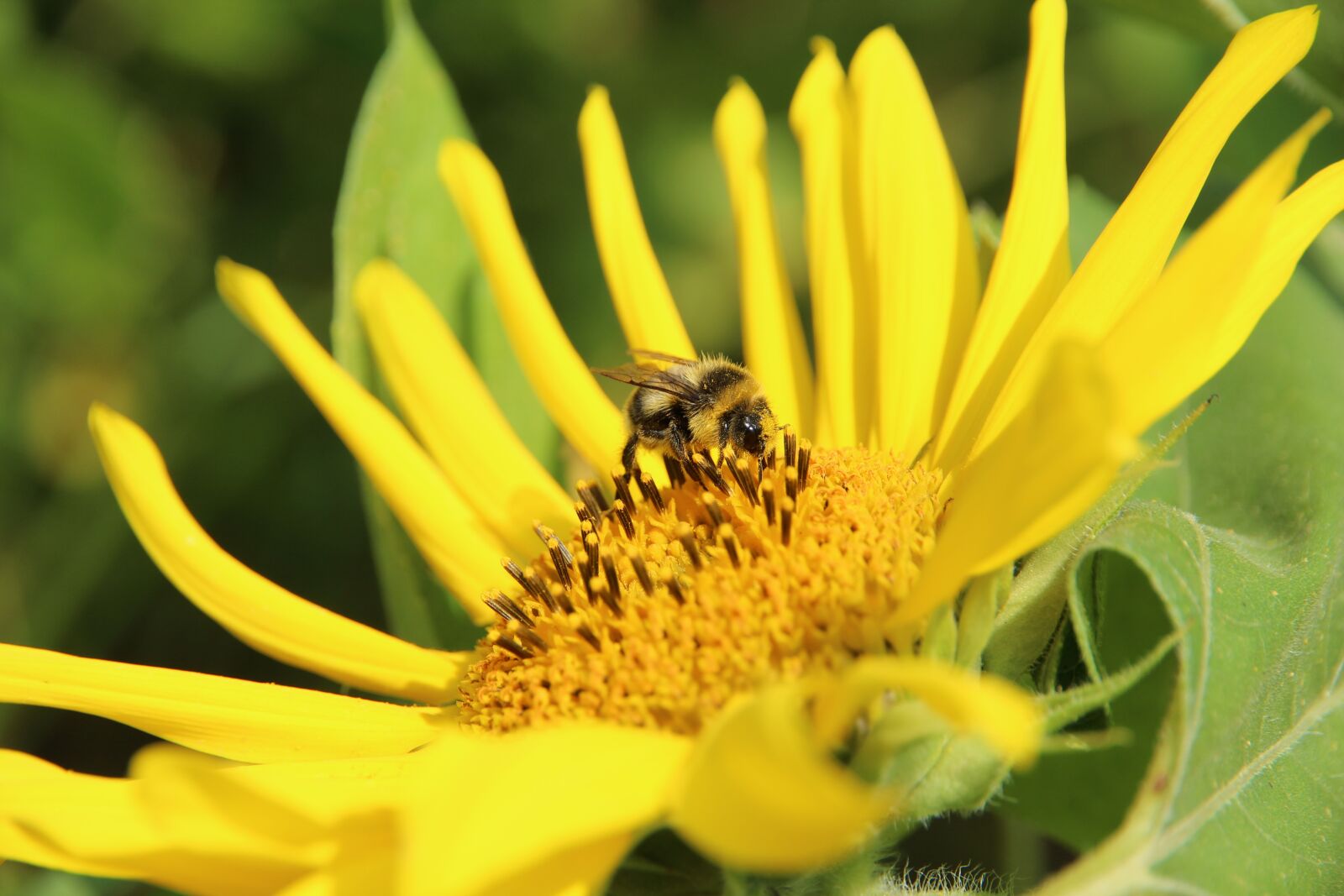 Canon EOS 650D (EOS Rebel T4i / EOS Kiss X6i) sample photo. Sunflower, plant, flower photography