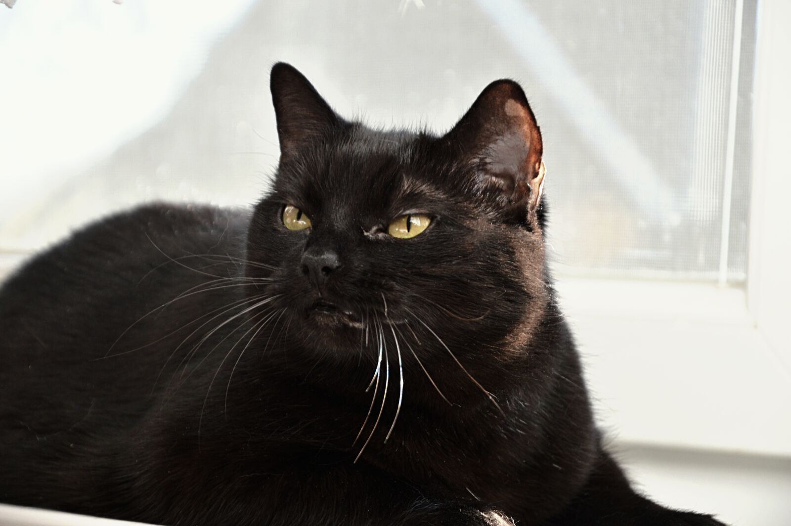 Nikon D3200 sample photo. Cat, black cat, pet photography
