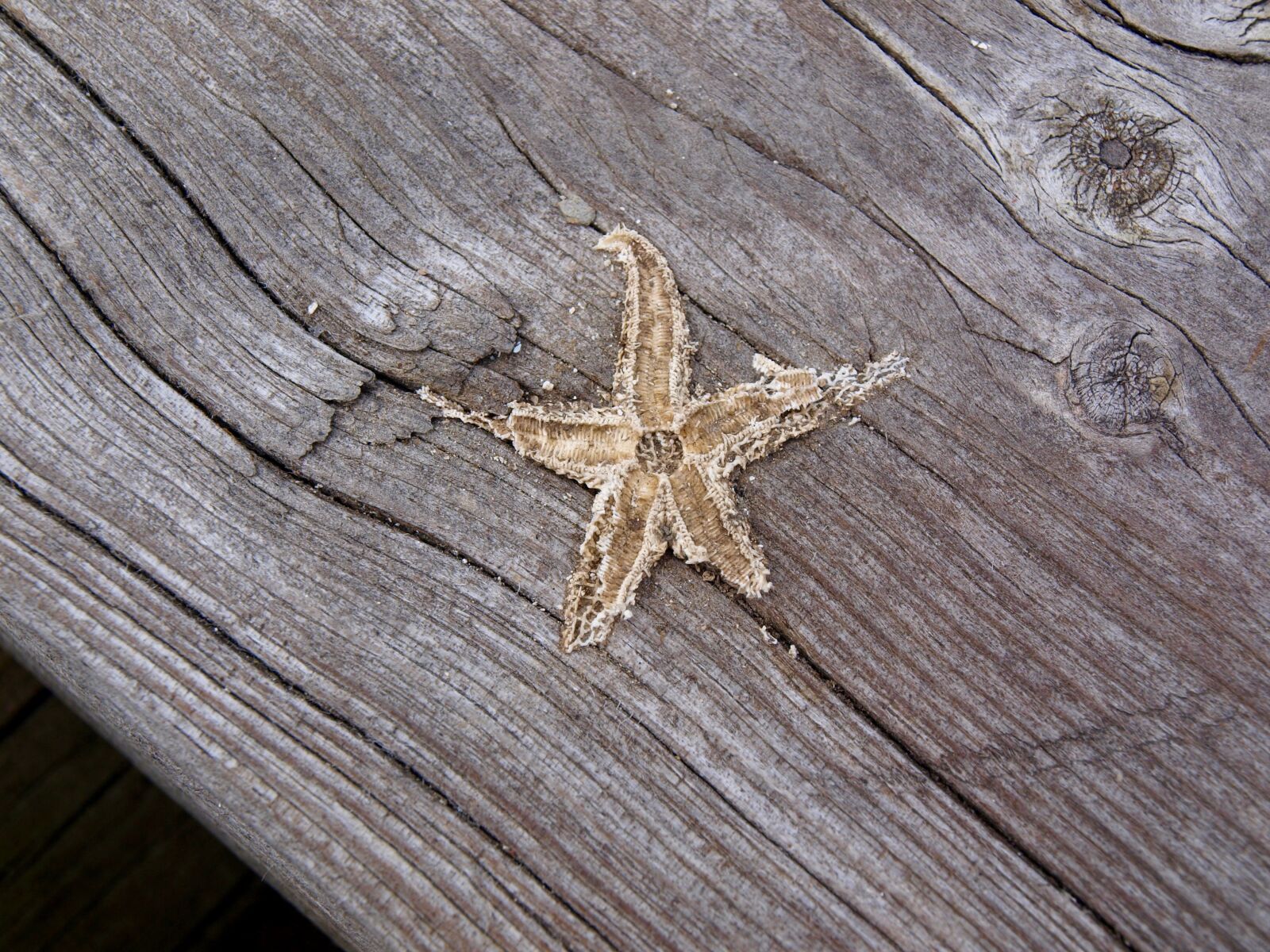 Olympus E-420 (EVOLT E-420) sample photo. Bridge, starfish, wood photography