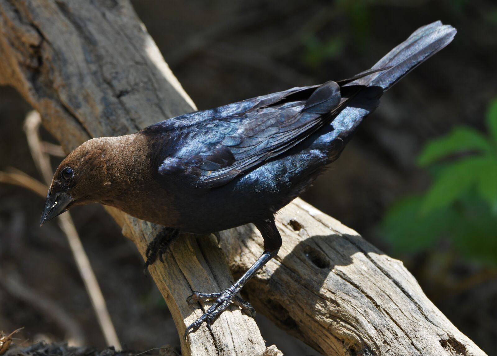 Nikon D850 sample photo. Bird, cowbird, brown-headed photography