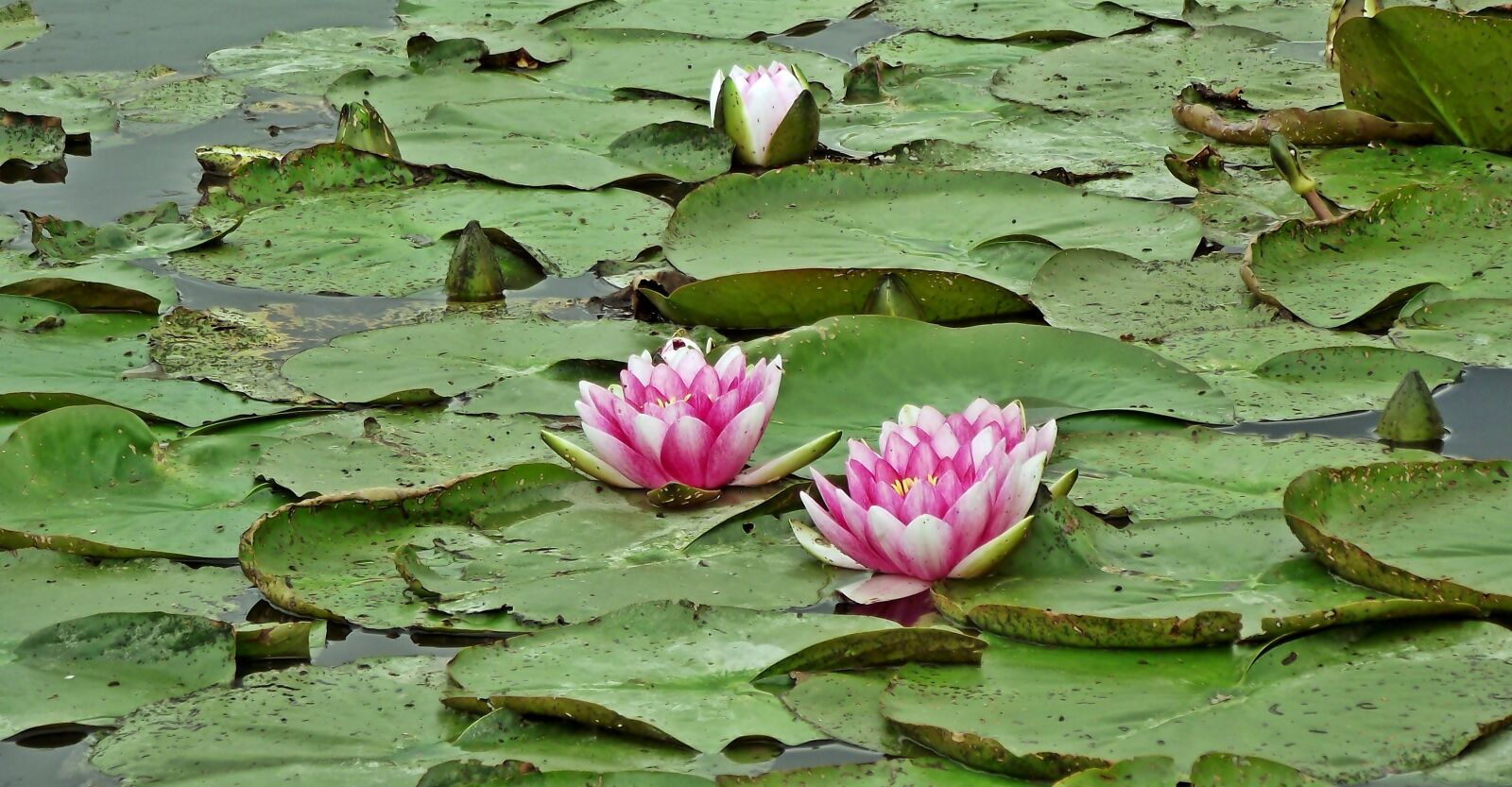 FujiFilm FinePix S1600 (FinePix S1770) sample photo. Water lilies, pink, flowers photography
