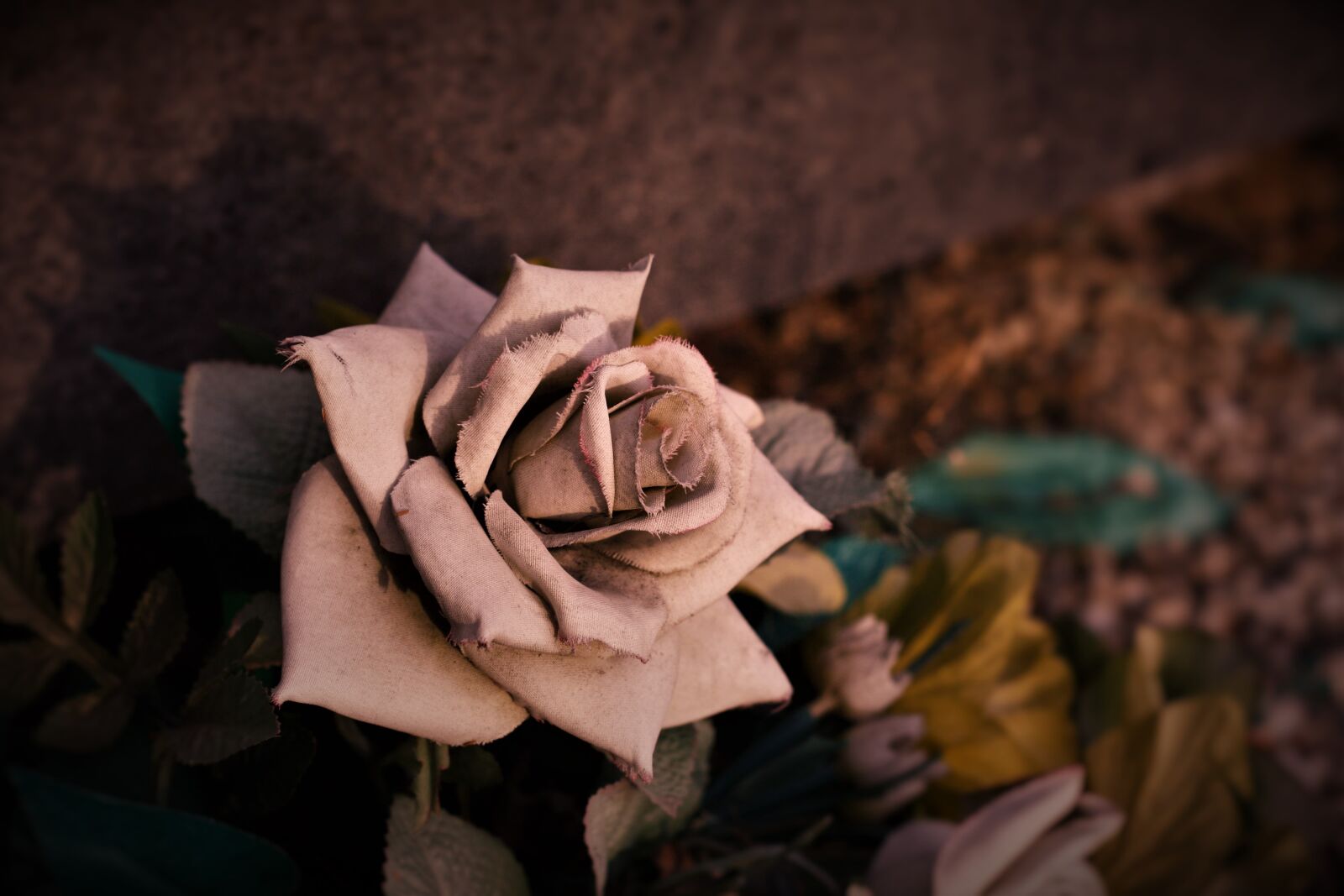 Canon EOS 40D sample photo. Flower, rose, love photography
