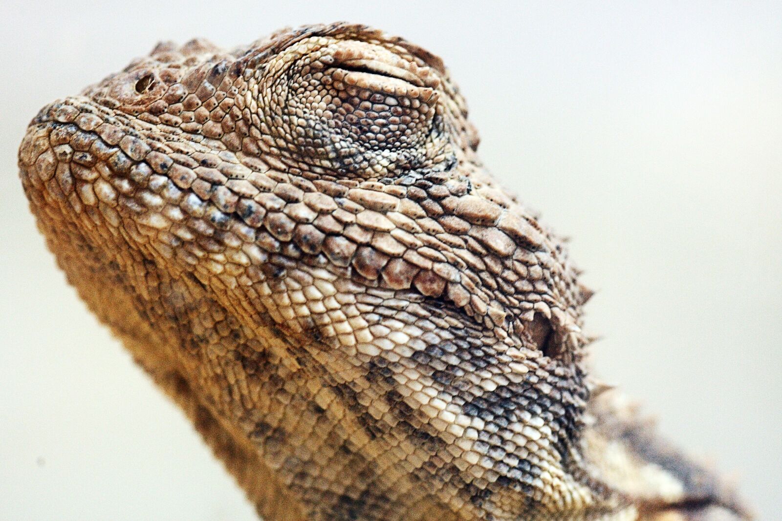 Canon EOS 40D sample photo. Reptile, lizard, animal photography