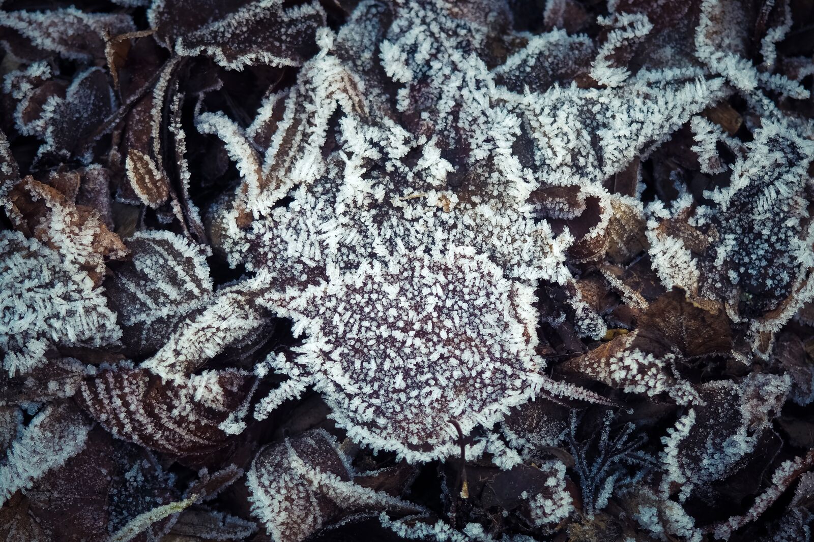 Olympus OM-D E-M10 sample photo. Leaves, frost, winter photography