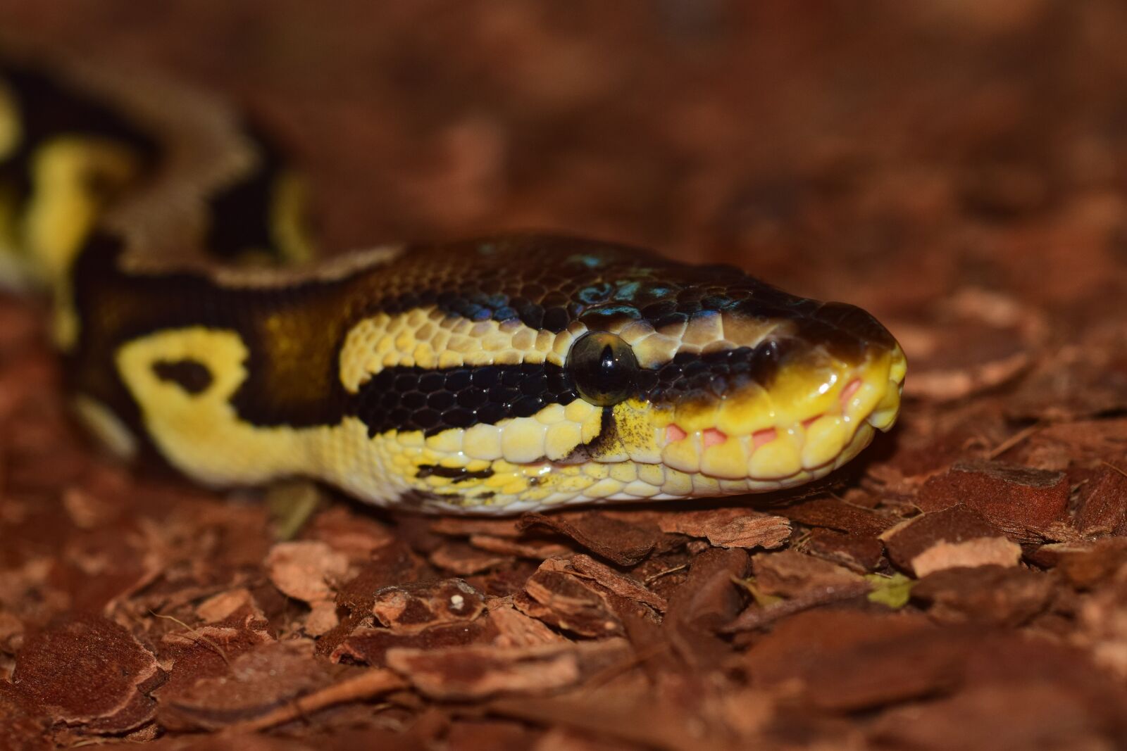 Nikon D5300 sample photo. Snake, constrictor, reptile photography