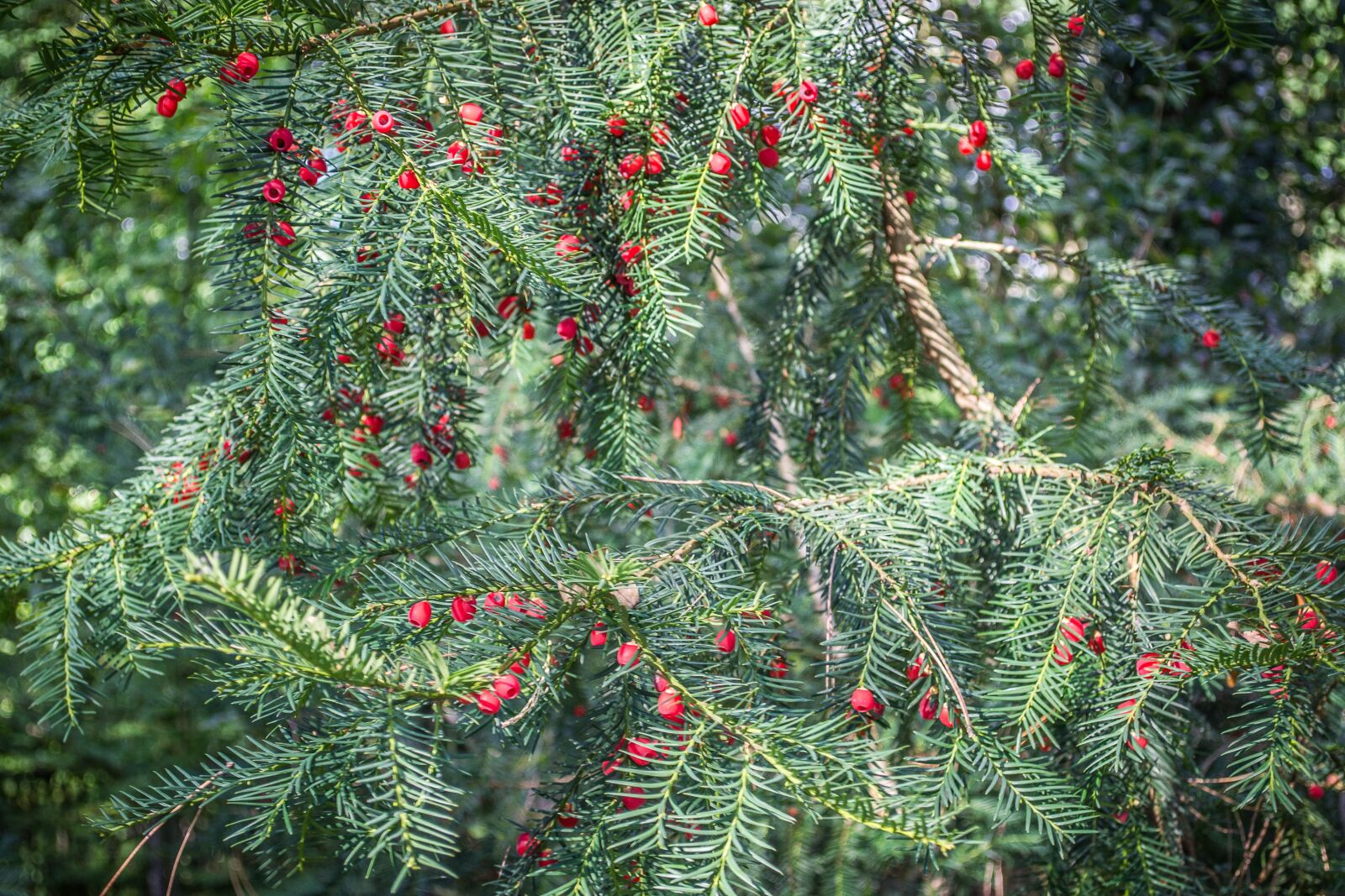 Nikon D3100 sample photo. Tis, red, conifer photography