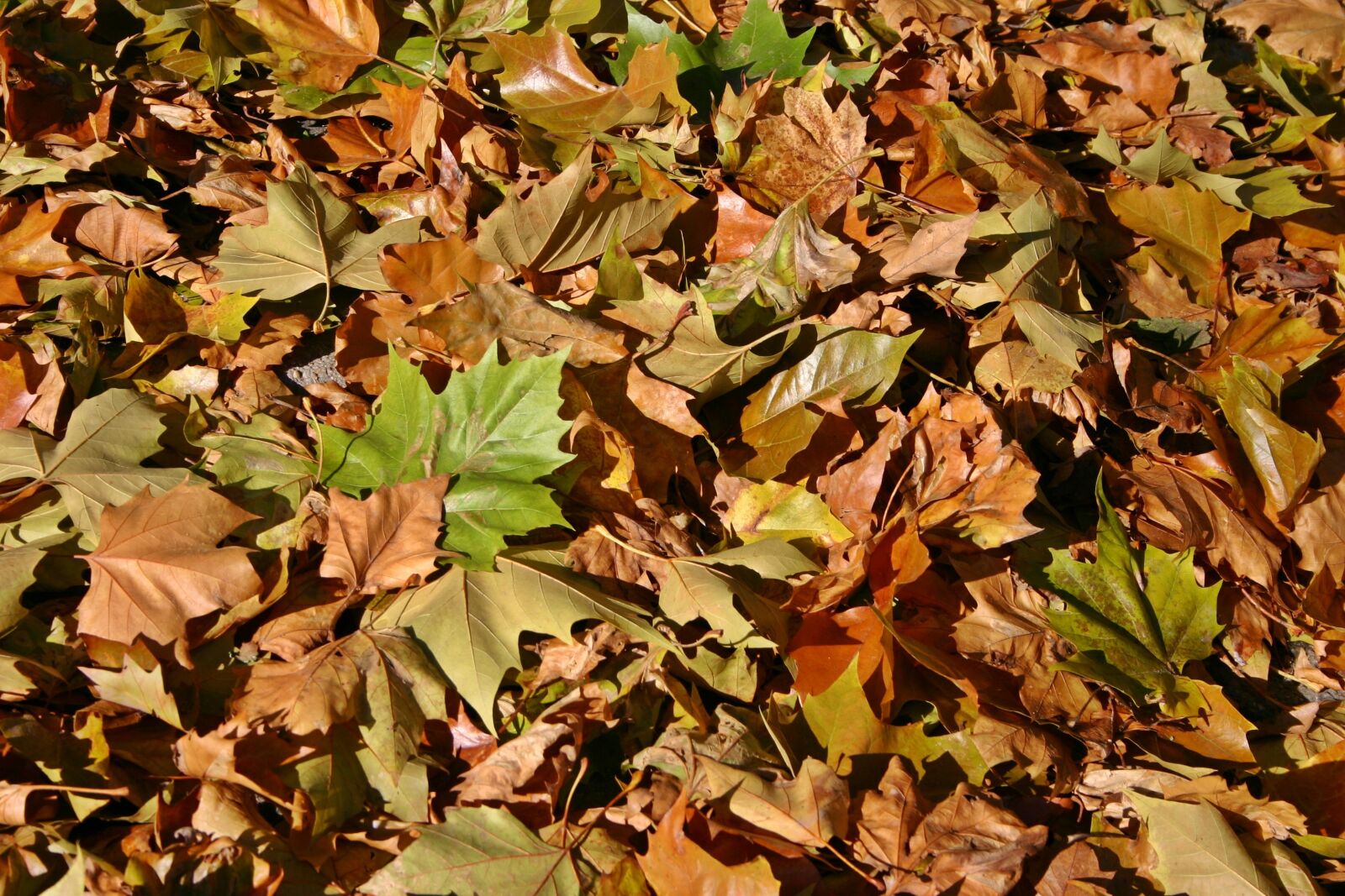 Canon EOS 300D (EOS Digital Rebel / EOS Kiss Digital) sample photo. Fall foliage, autumn, leaves photography