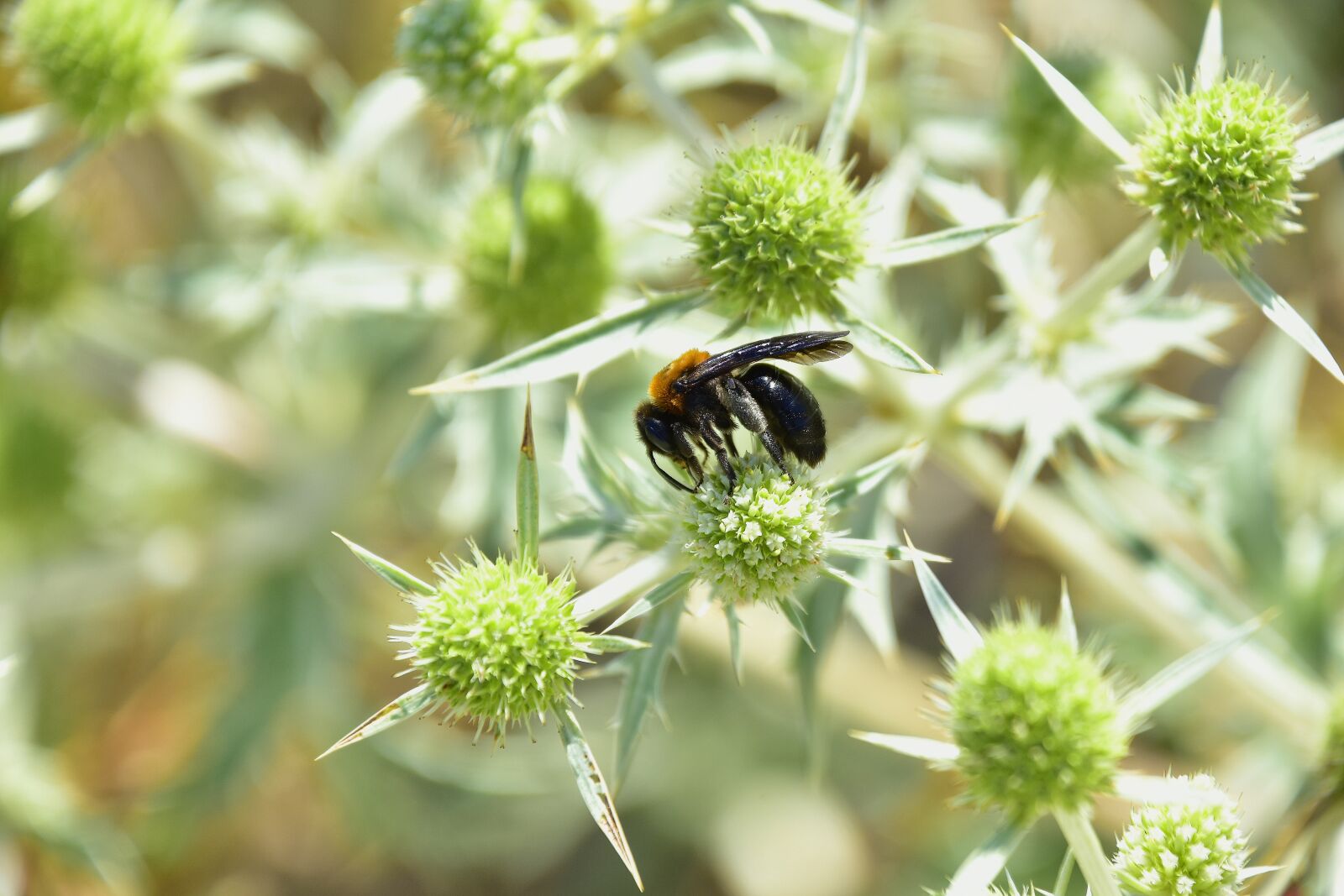 Nikon D7200 sample photo. Plants, garden, insects photography