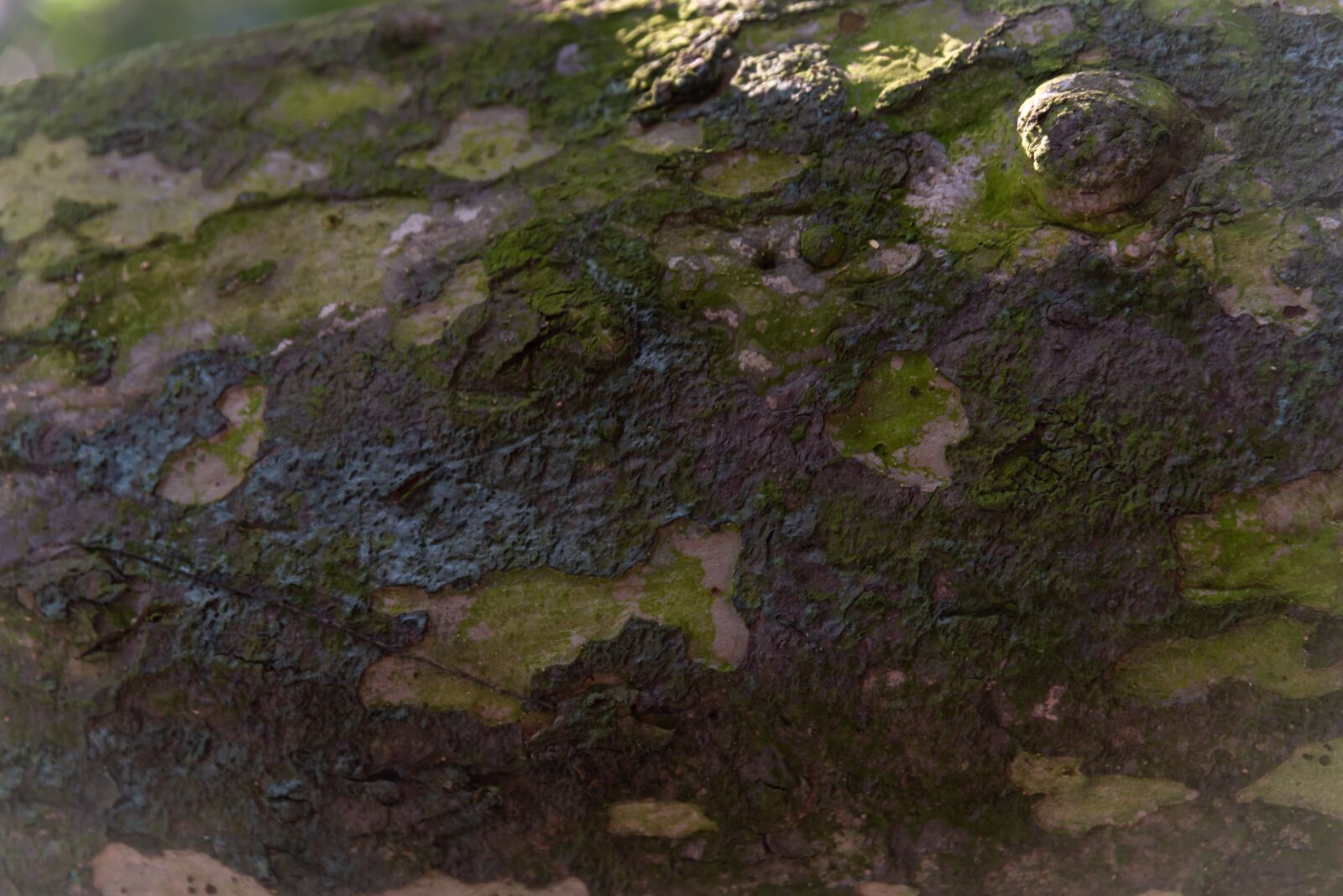 Nikon D750 sample photo. Texture, wood, pattern photography