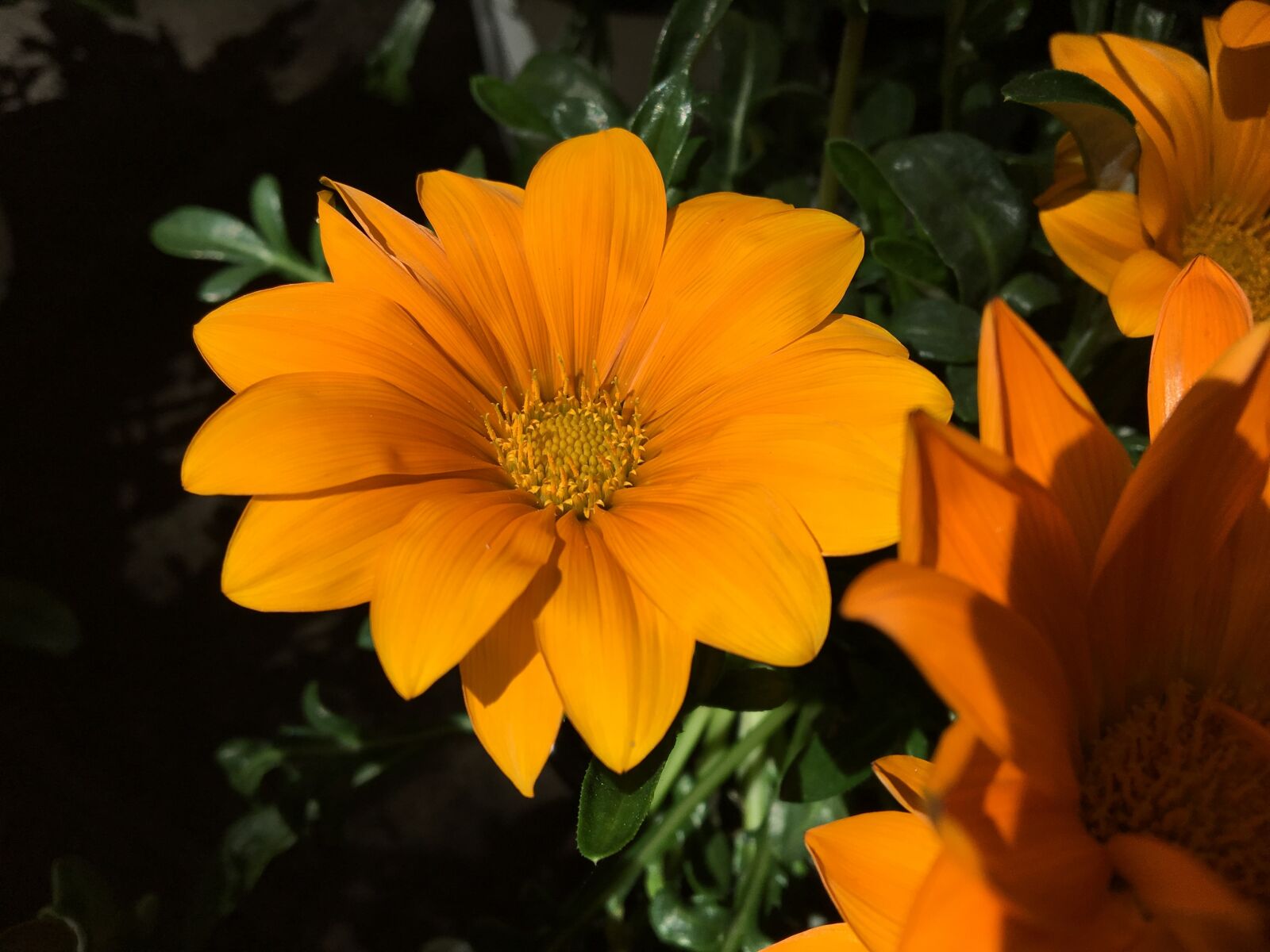 Apple iPhone 6s sample photo. Flower, garden, summer photography