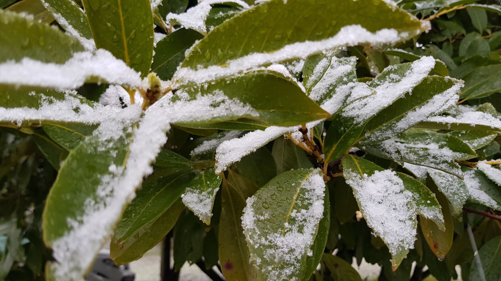 Samsung Galaxy S8 sample photo. Snow, leaves, plant photography
