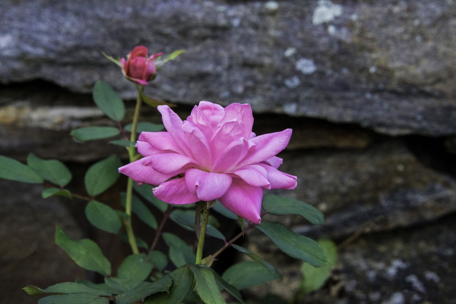 Nikon D800 sample photo. Rose, pink, flower photography