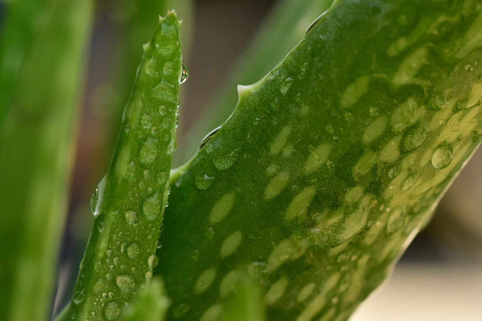 Nikon D500 sample photo. Aloe vera, succulent, plant photography