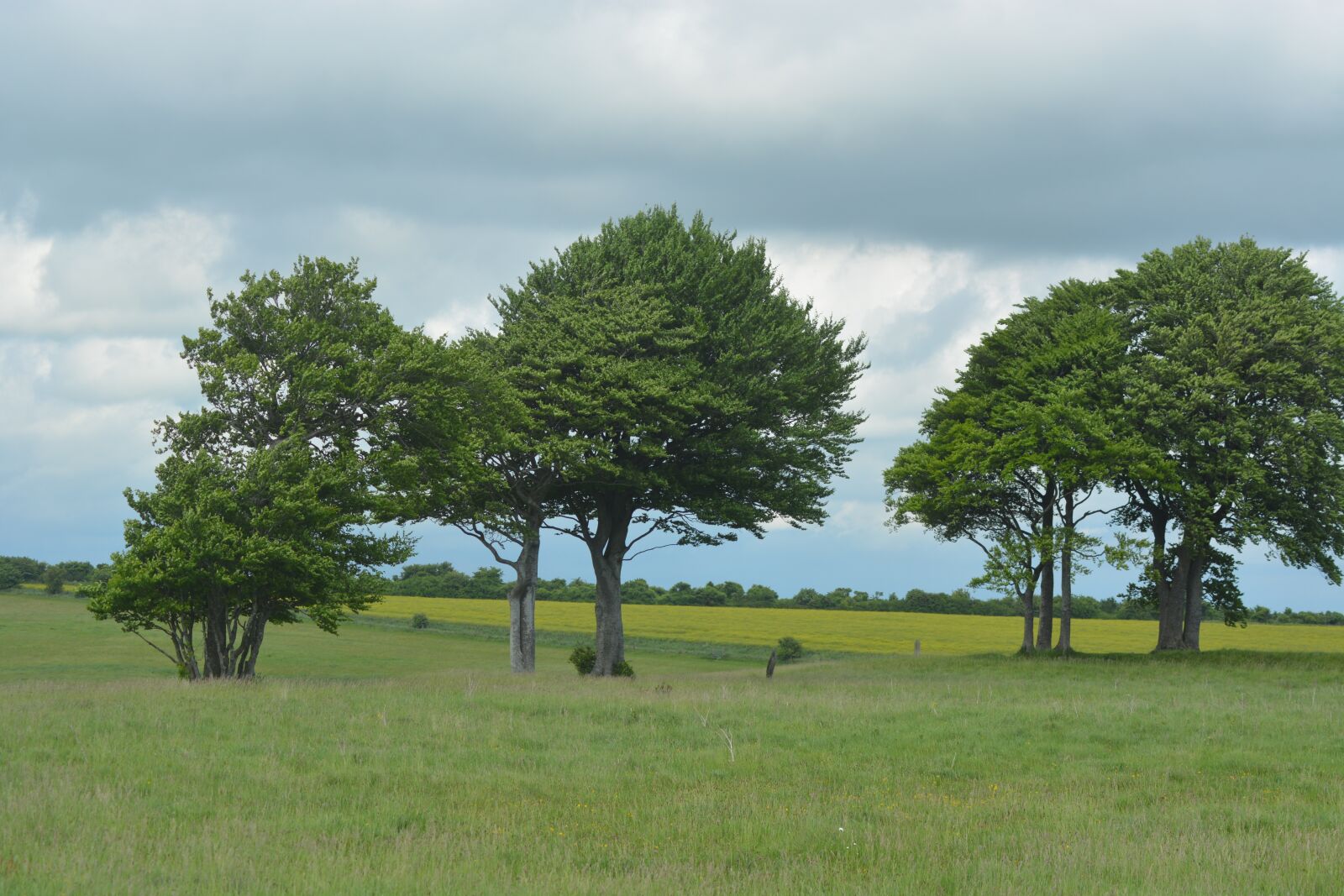 Nikon D5200 sample photo. Trees, clouds, england photography