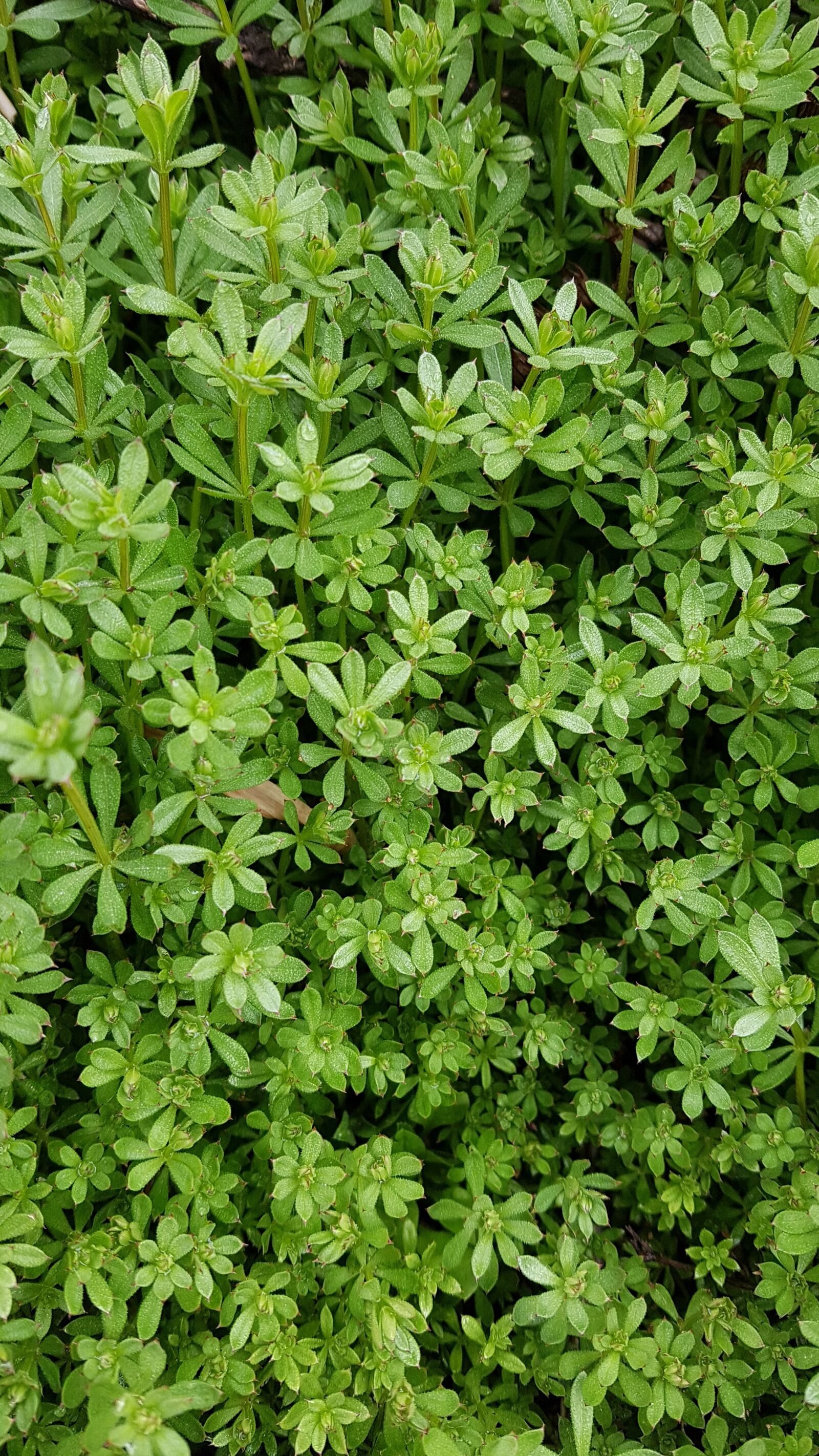 Samsung Galaxy S7 sample photo. Small leaves, leaf, green photography