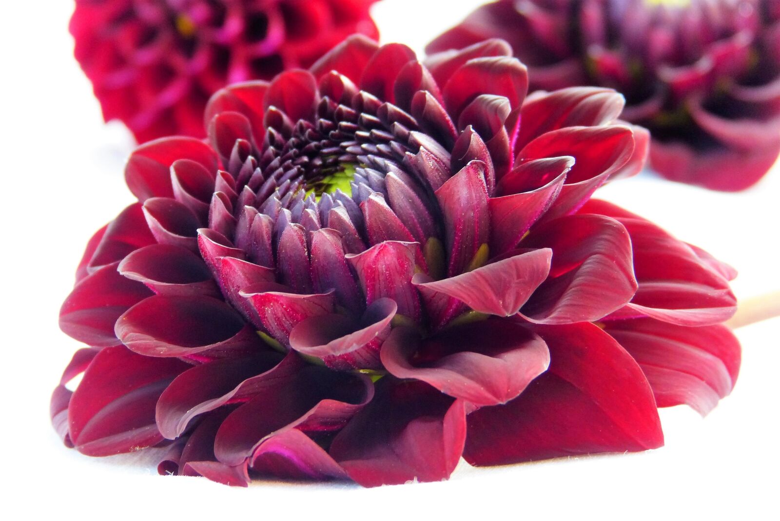 Panasonic Lumix DMC-FZ150 sample photo. Dahlia, blossom, bloom photography