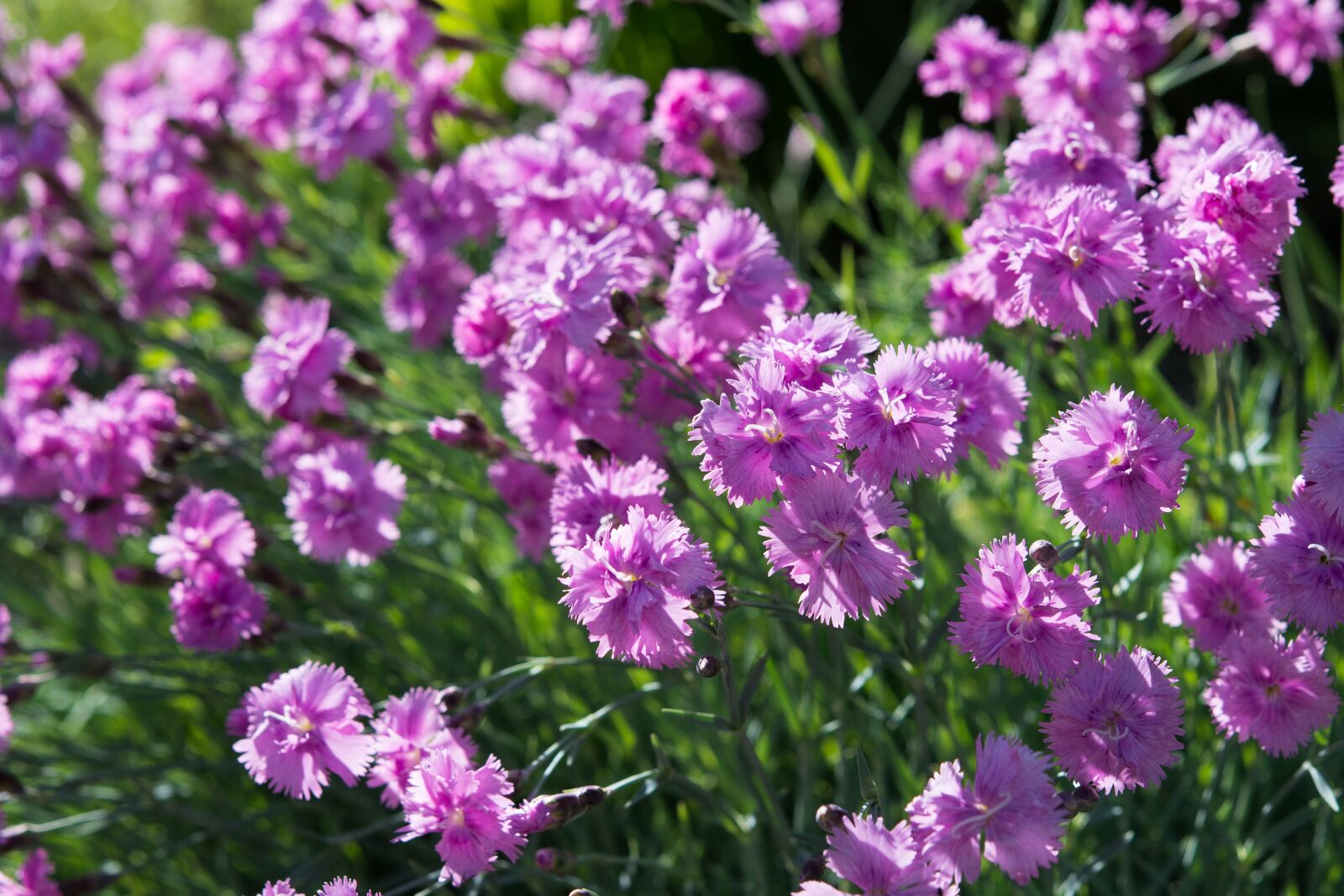Nikon D7100 sample photo. Cushion flower, pink flowers photography