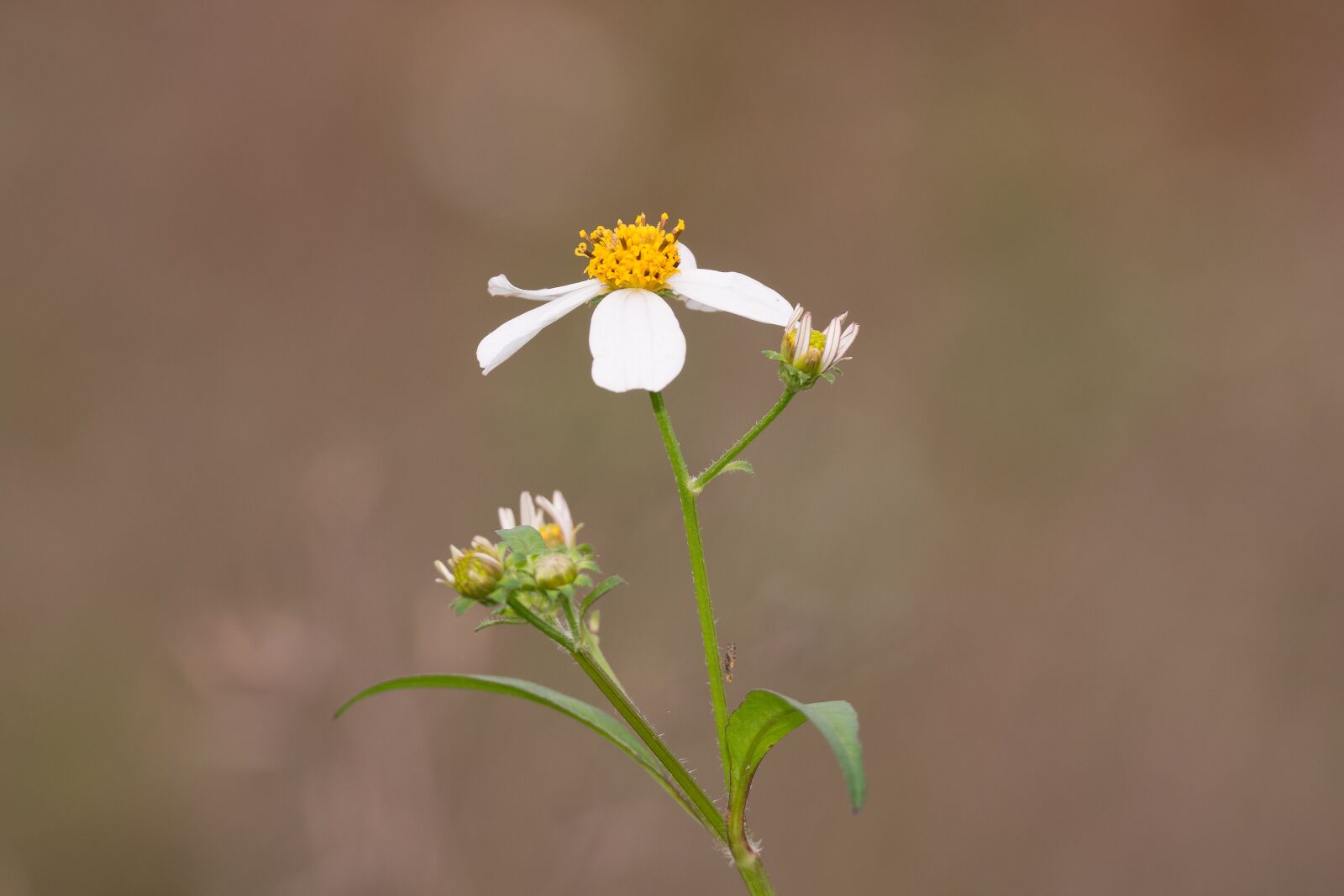 Nikon D7100 sample photo. Nature, flower, blue photography