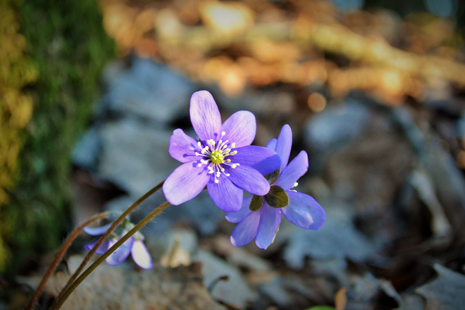 Nikon D3100 sample photo. Nature, plant, flower photography
