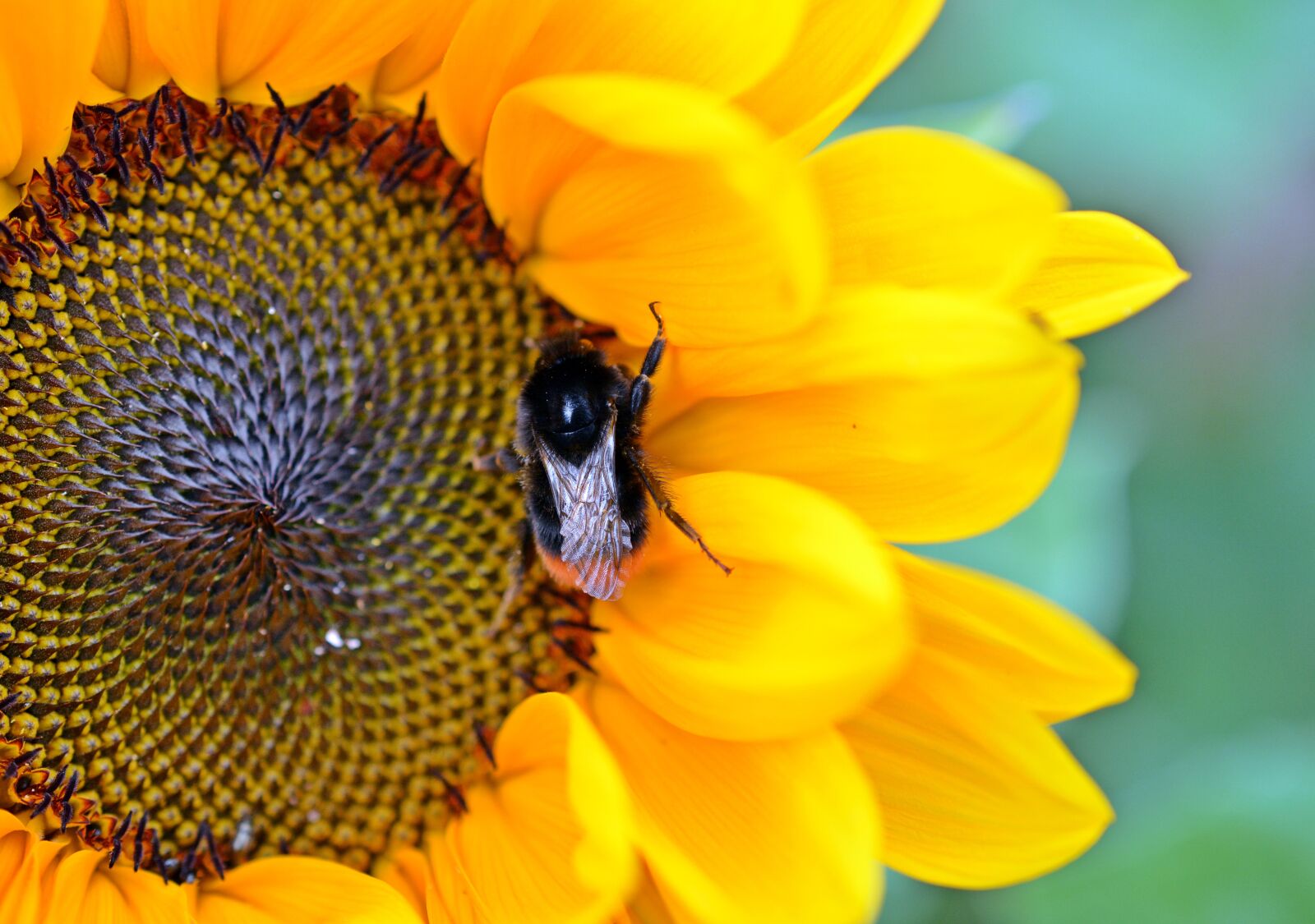 Nikon D5200 sample photo. Sunflower, blossom, bloom photography