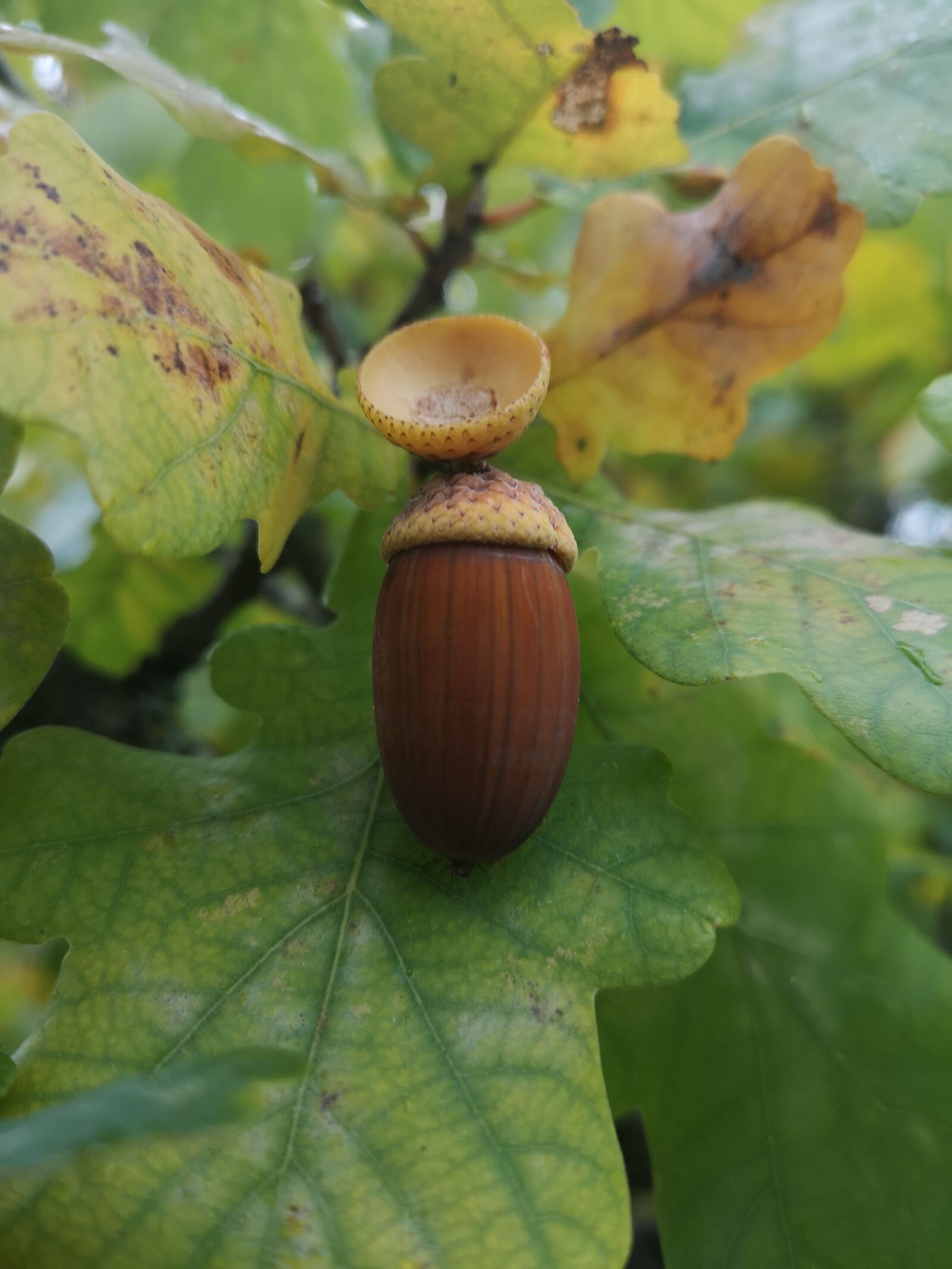 HUAWEI CLT-L29 sample photo. Oak, acorn, brown photography