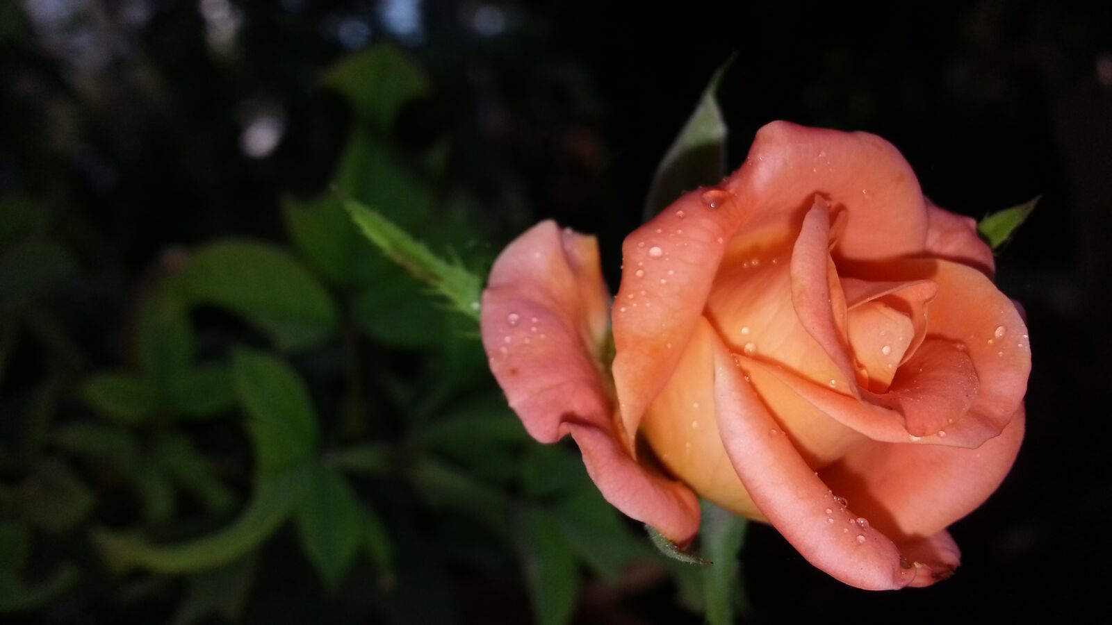 Samsung Galaxy Note2 sample photo. Amazing photos, cc0, nature photography