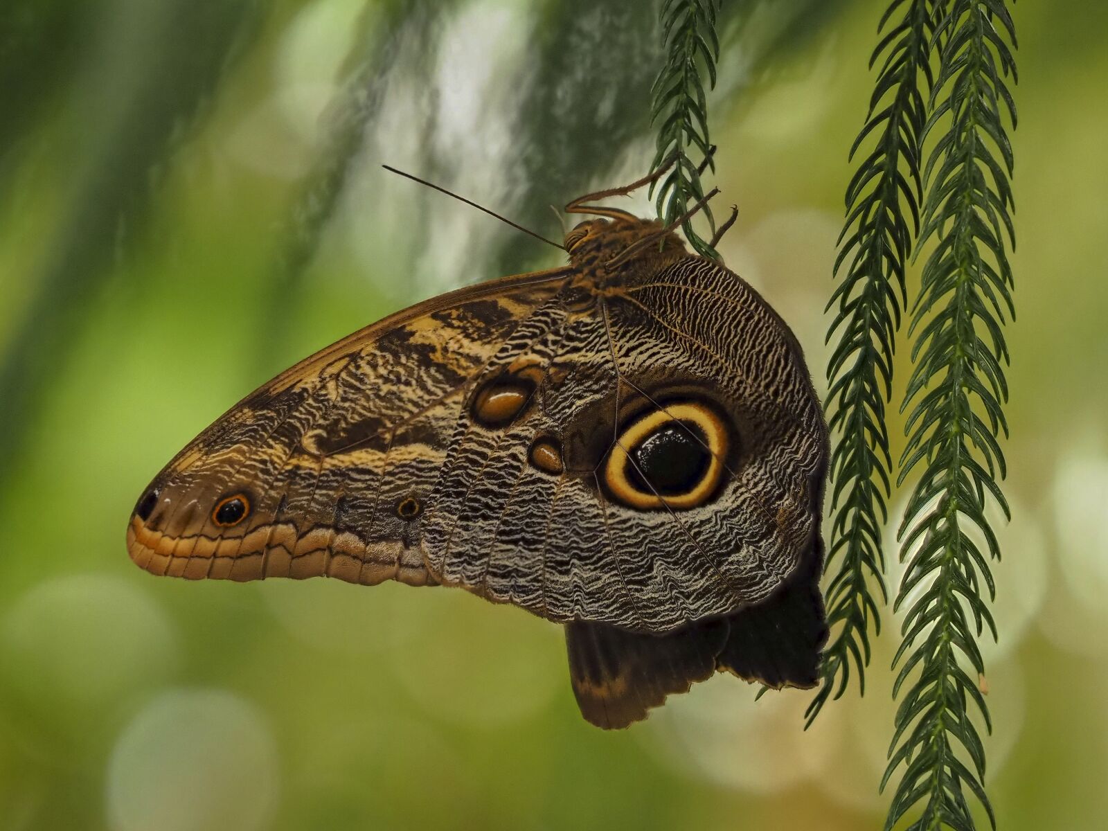 Olympus OM-D E-M1 Mark II + Olympus M.Zuiko Digital ED 40-150mm F2.8 Pro sample photo. Caligo memnon, butterfly, bug photography