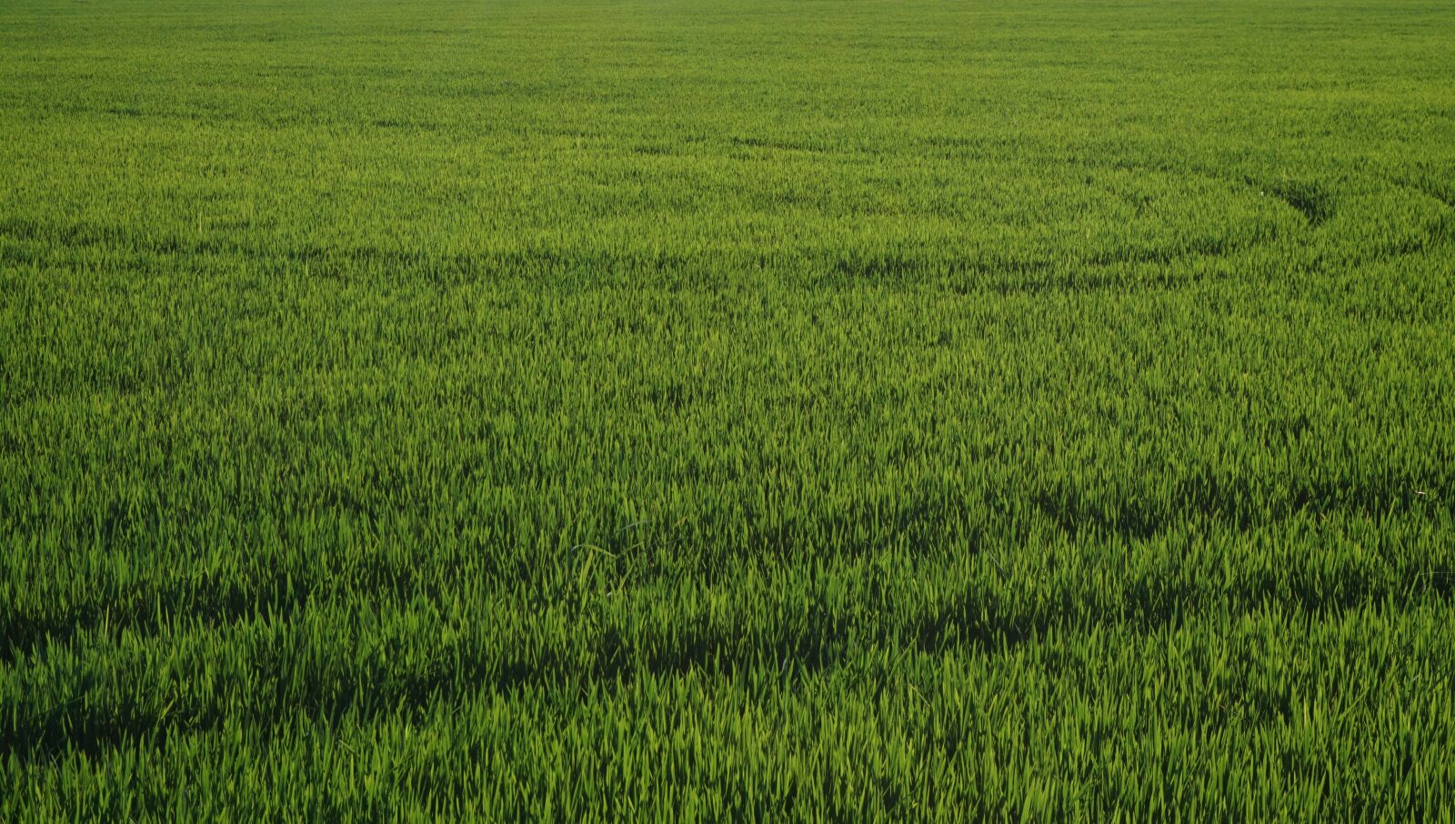 Sony a6000 sample photo. Field, agriculture, landscape photography