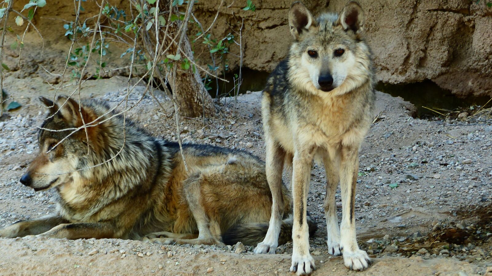 Panasonic Lumix DMC-FZ200 sample photo. Wolves, animals, predator photography