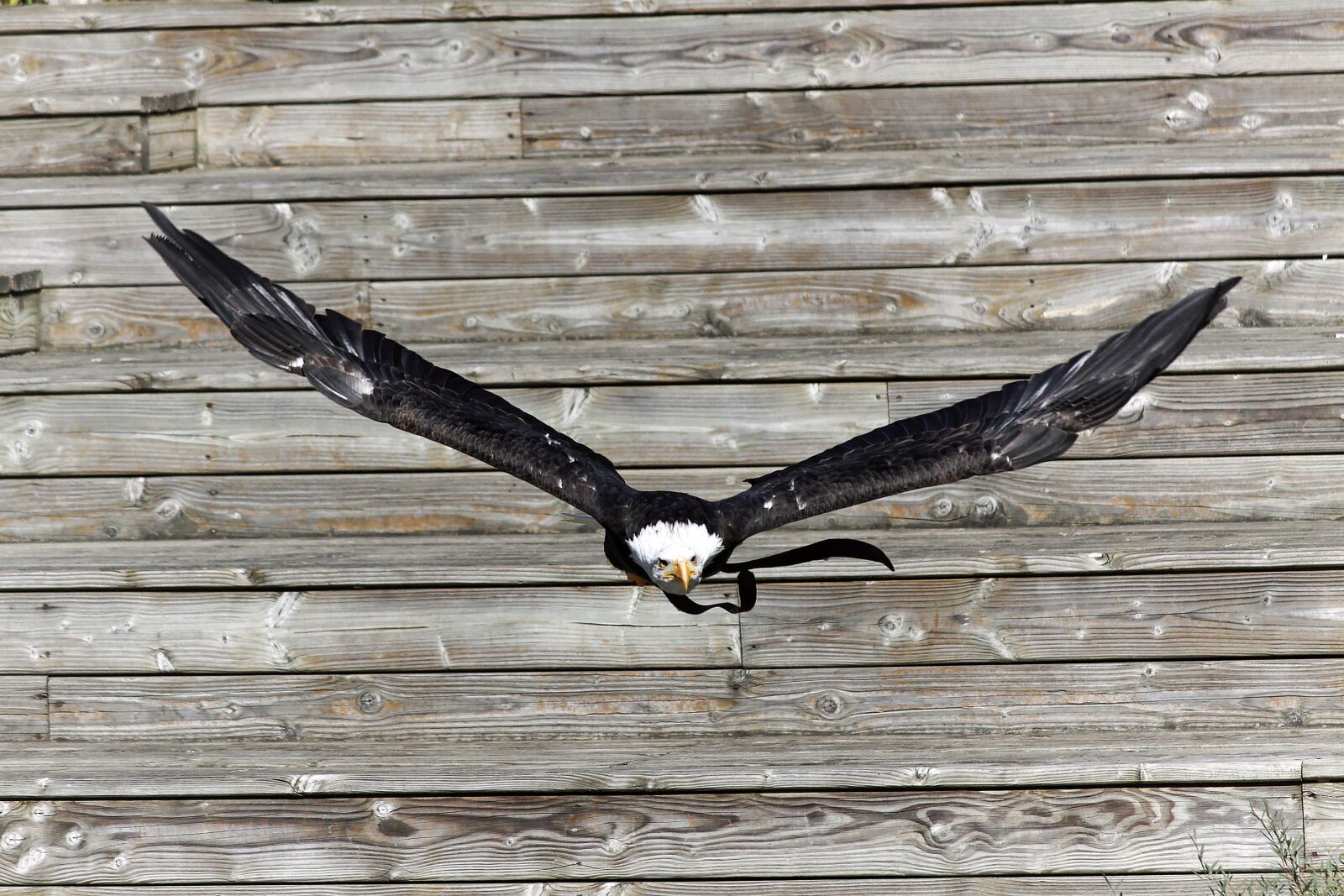 Canon EOS 50D sample photo. Bird, in flight, animal photography