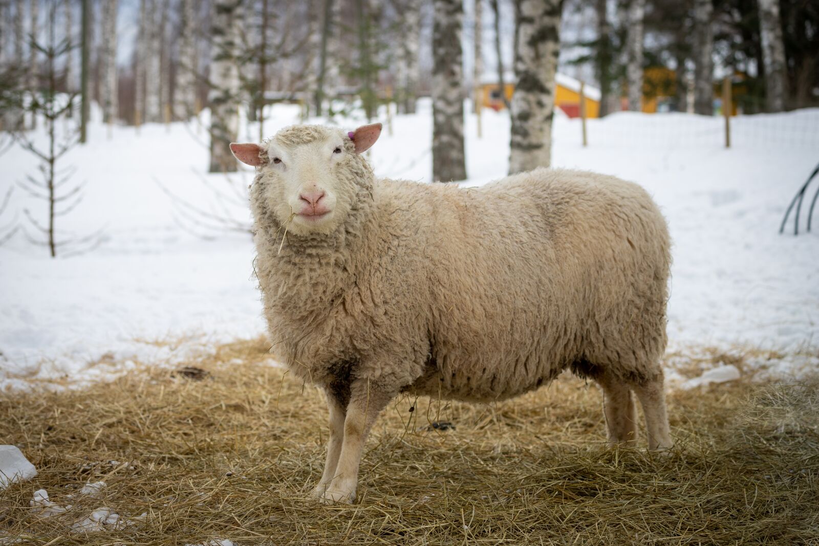 Canon EF 70-300mm F4-5.6L IS USM sample photo. Sheep, animal, lamb photography