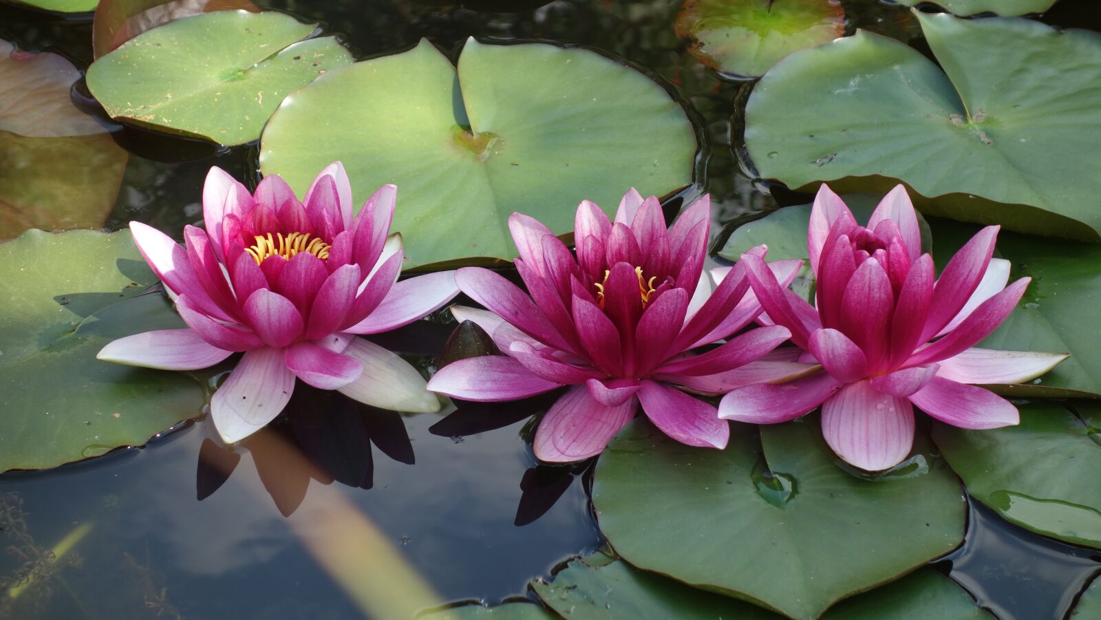 Sony Cyber-shot DSC-RX100 sample photo. Water lily, pond, nature photography