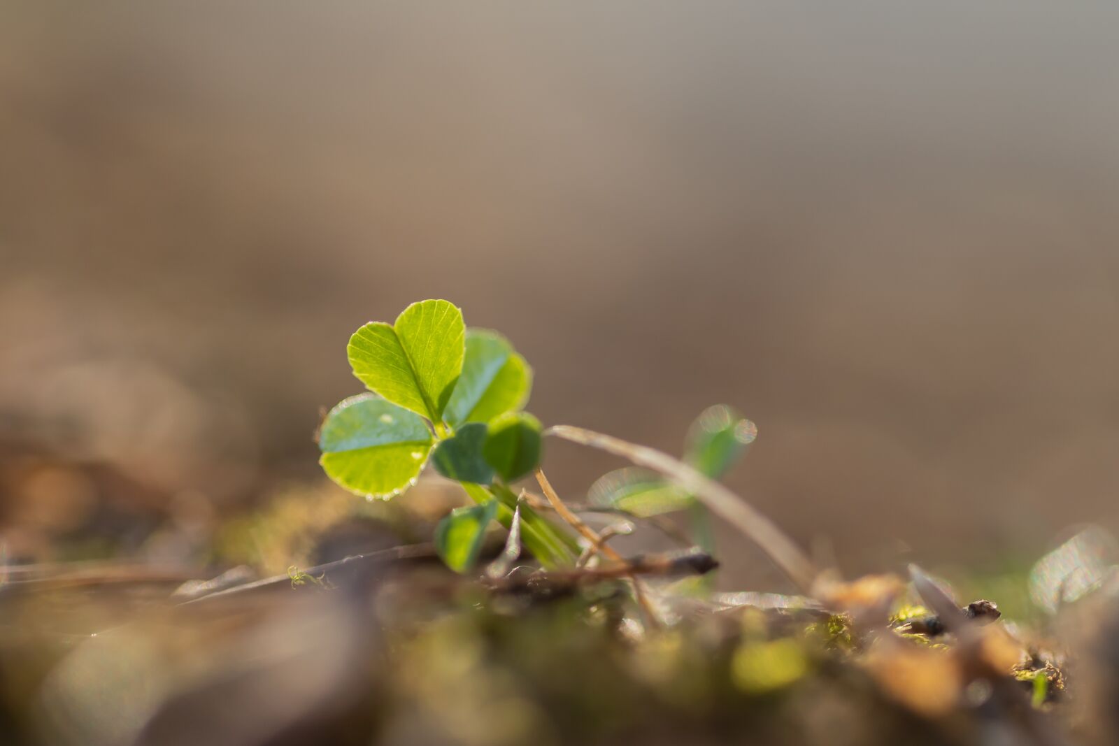 Canon EOS 6D Mark II sample photo. Clover, green, light photography