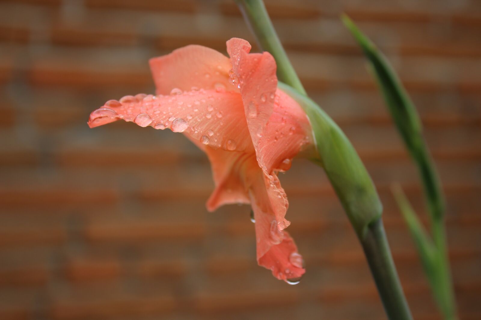 Canon EOS 600D (Rebel EOS T3i / EOS Kiss X5) sample photo. Flower, plant, water drops photography